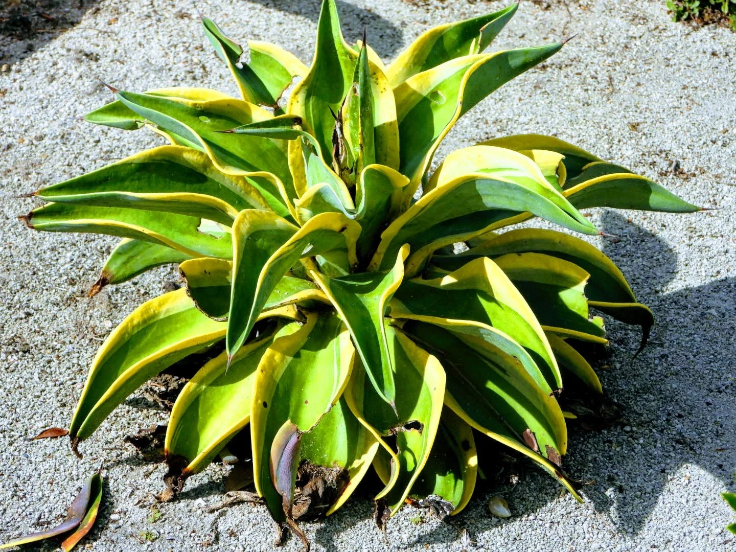 Tropical Botanic Garden by MychaelX.photos  63.JPG