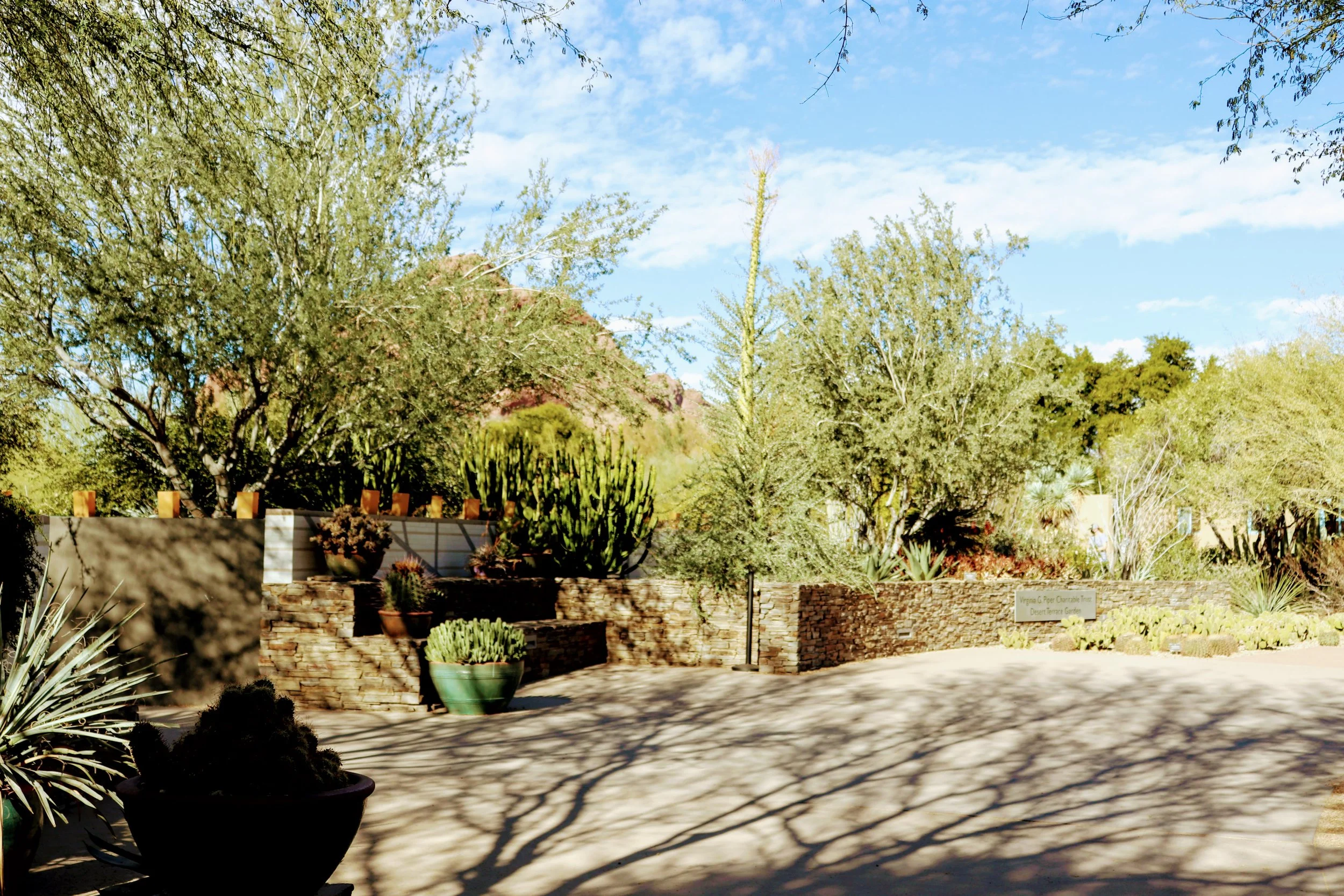 Desert Botanical Garden Phoenix Arizona by MychaelX.p6otos 001614.JPG