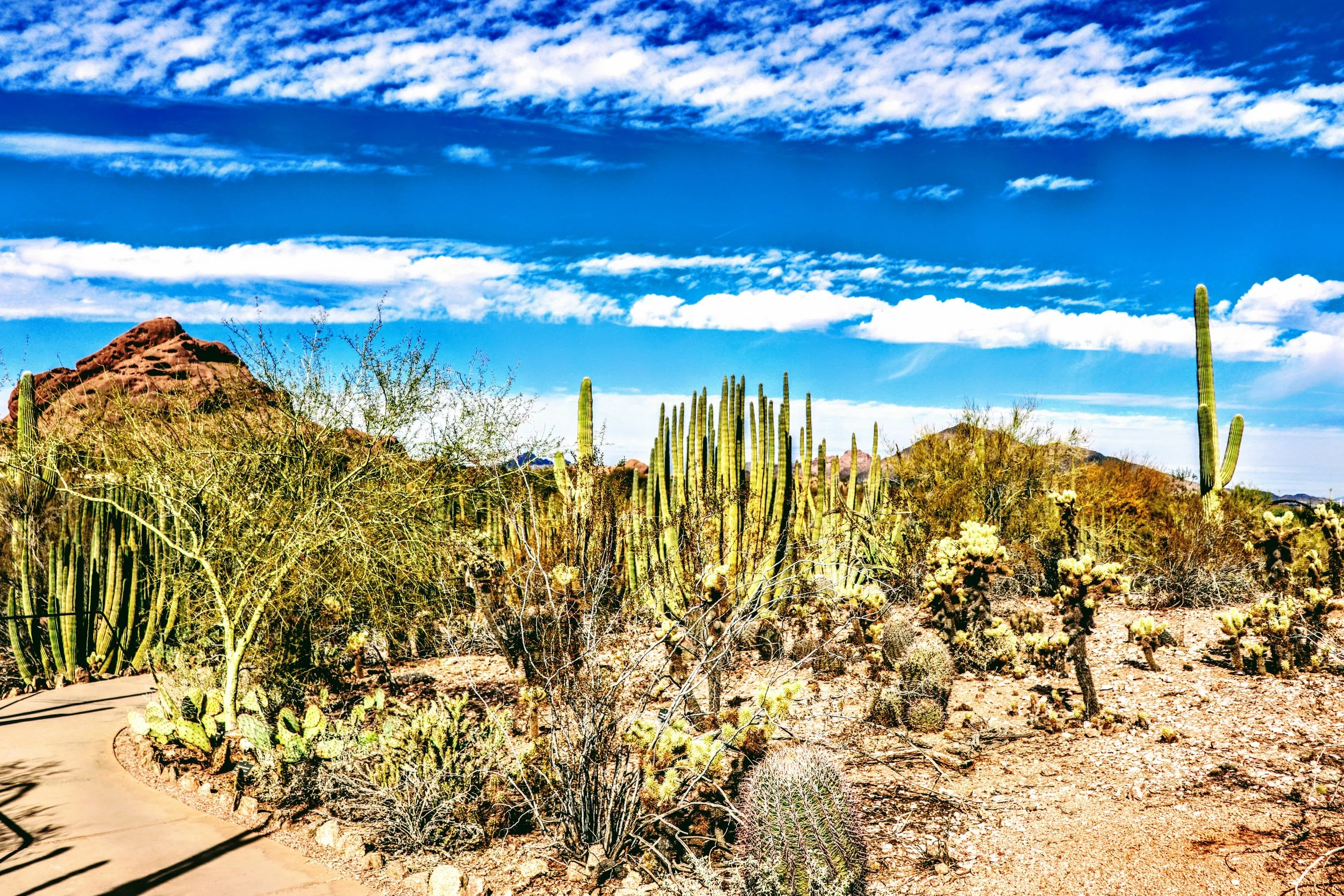 Desert Botanical Garden Phoenix Arizona by MychaelX.p6otos 0015130.JPG