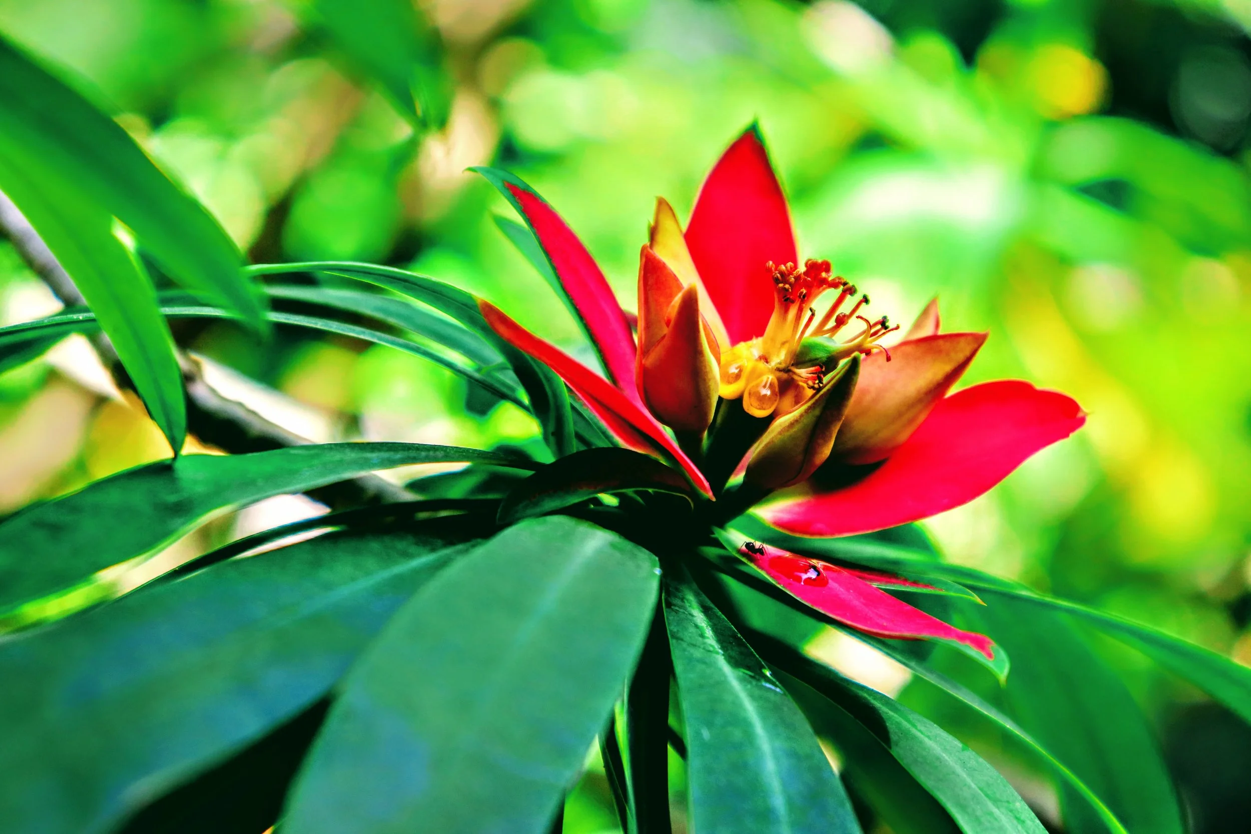 Tropical Botanic Garden by MychaelX.photos  88.JPG