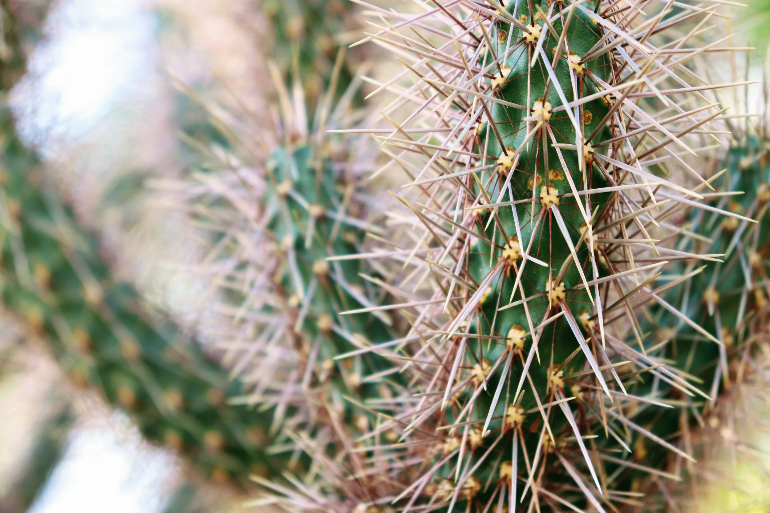 Desert Botanical Garden Phoenix Arizona by MychaelX.p6otos 021776.JPG