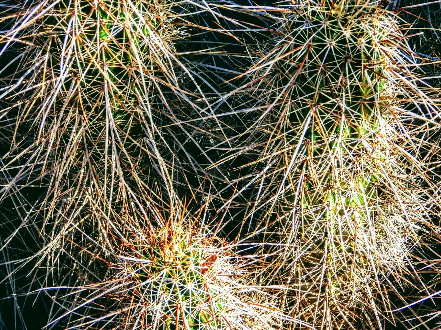 Desert Botanical Garden Phoenix Arizona by MychaelX.p6otos 0015194.JPG