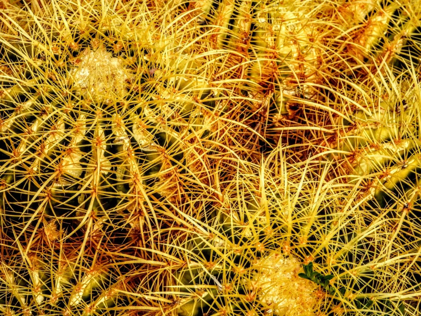 Desert Botanical Garden by MychaelX.photos  0000021.JPG