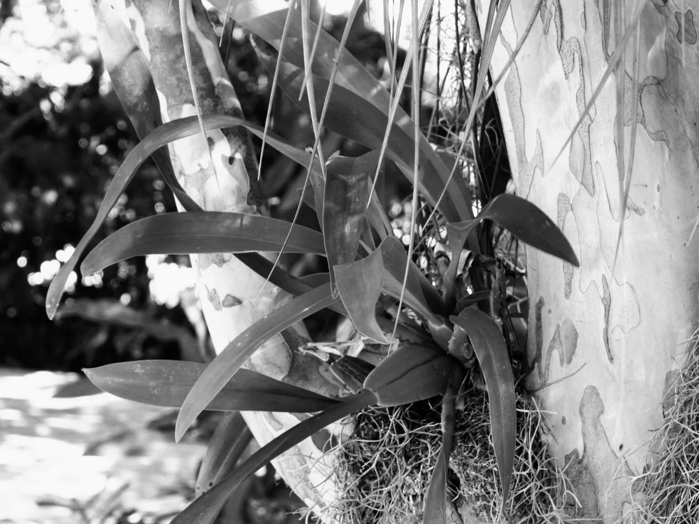 Botanical Garden in Black & White by MychaelX.photos 0081bw.JPG