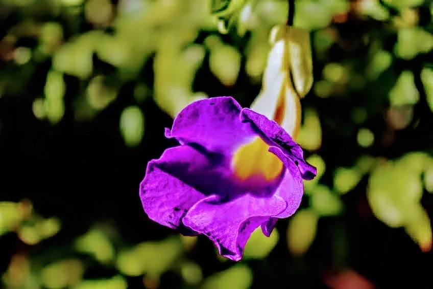 Tropical Botanic Garden by MychaelX.photos  110.JPG