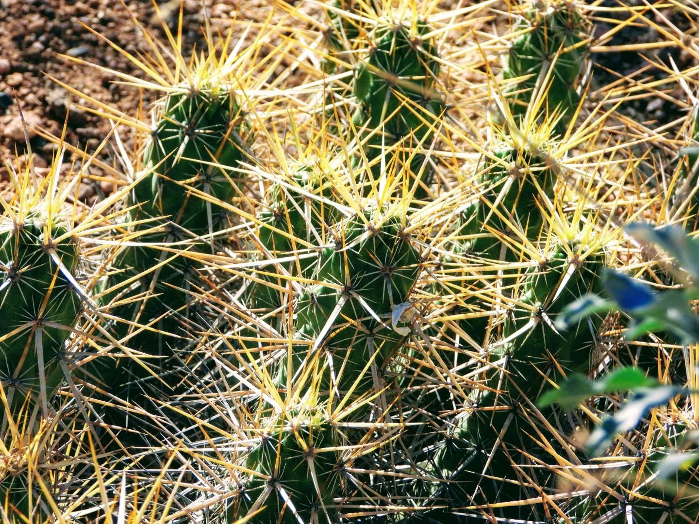 Desert Botanical Garden Phoenix Arizona by MychaelX.p6otos 0015224.JPG