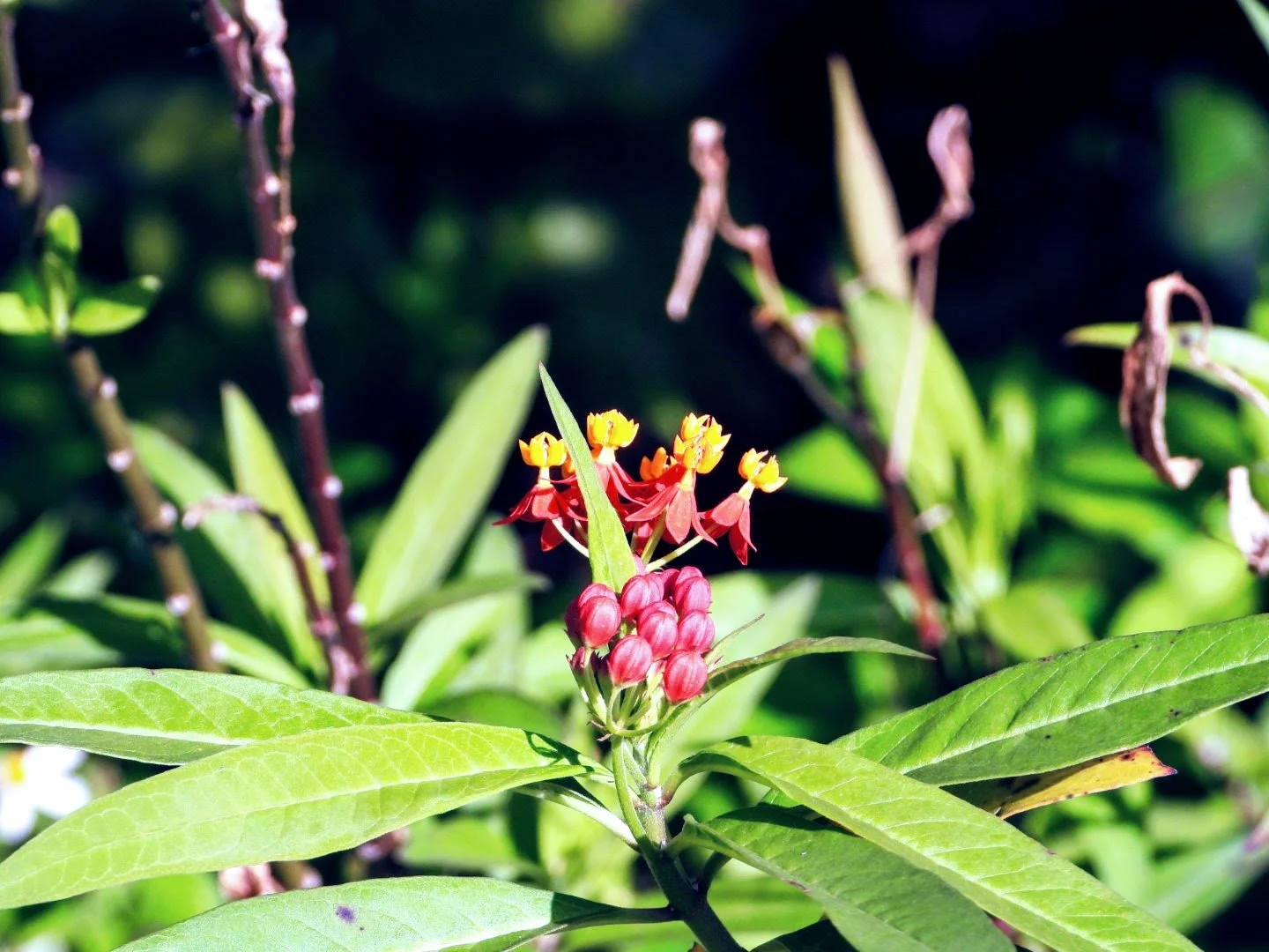 Tropical Botanic Garden by MychaelX.photos  147.JPG