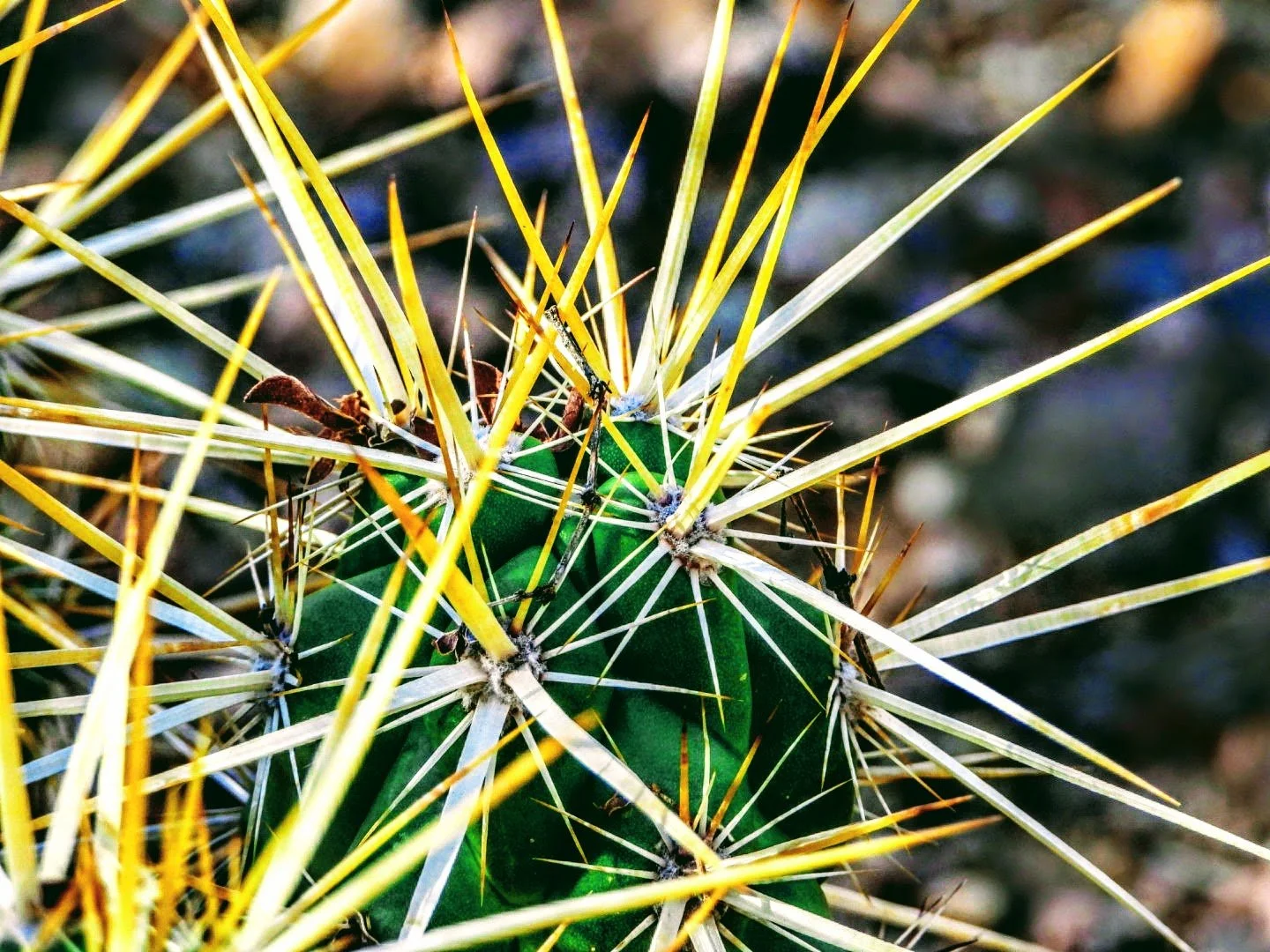 Desert Botanical Garden Phoenix Arizona by MychaelX.p6otos 0015082.JPG