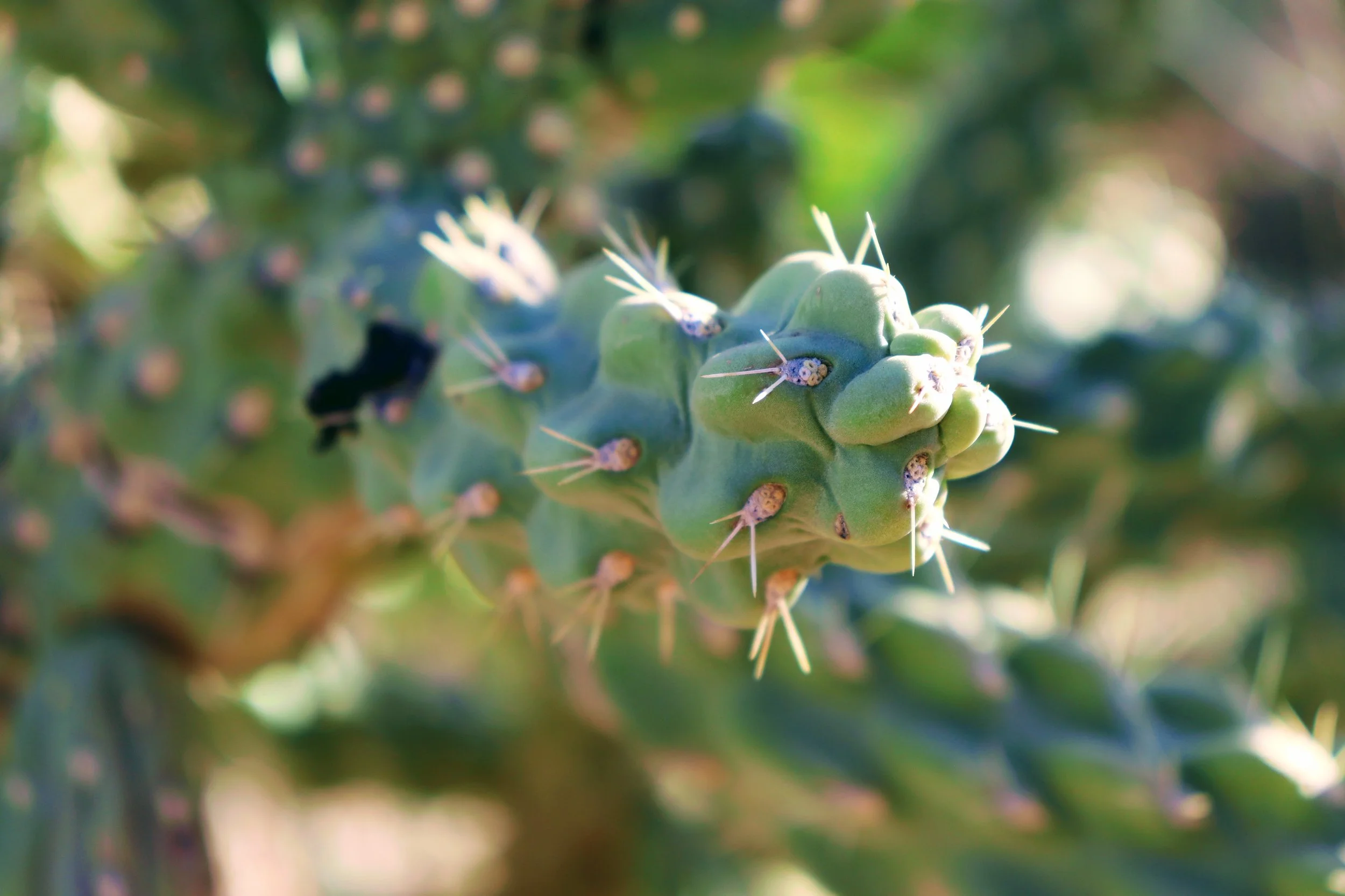 Desert Botanical Garden Phoenix Arizona by MychaelX.p6otos 021406.JPG