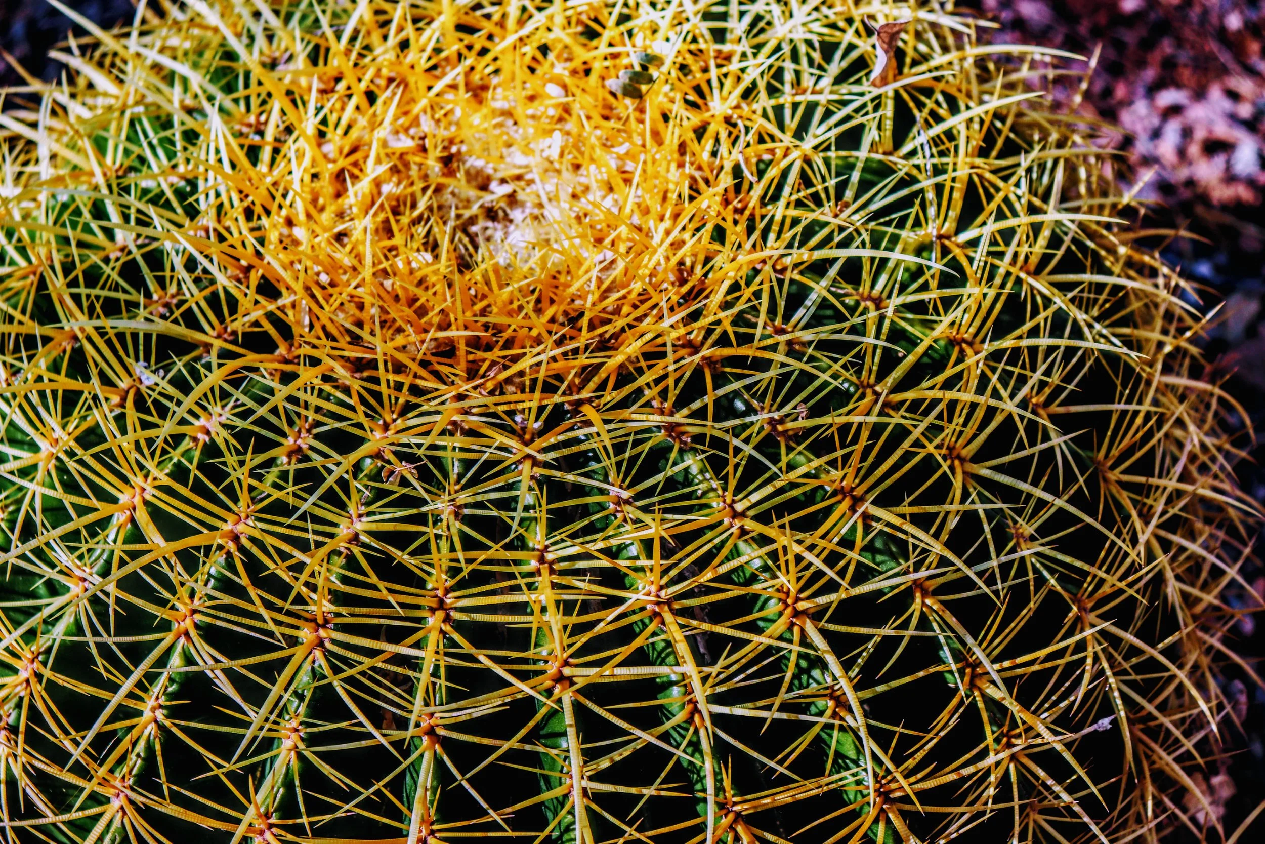 Desert Botanical Garden Phoenix Arizona by MychaelX.p6otos 0015334.JPG