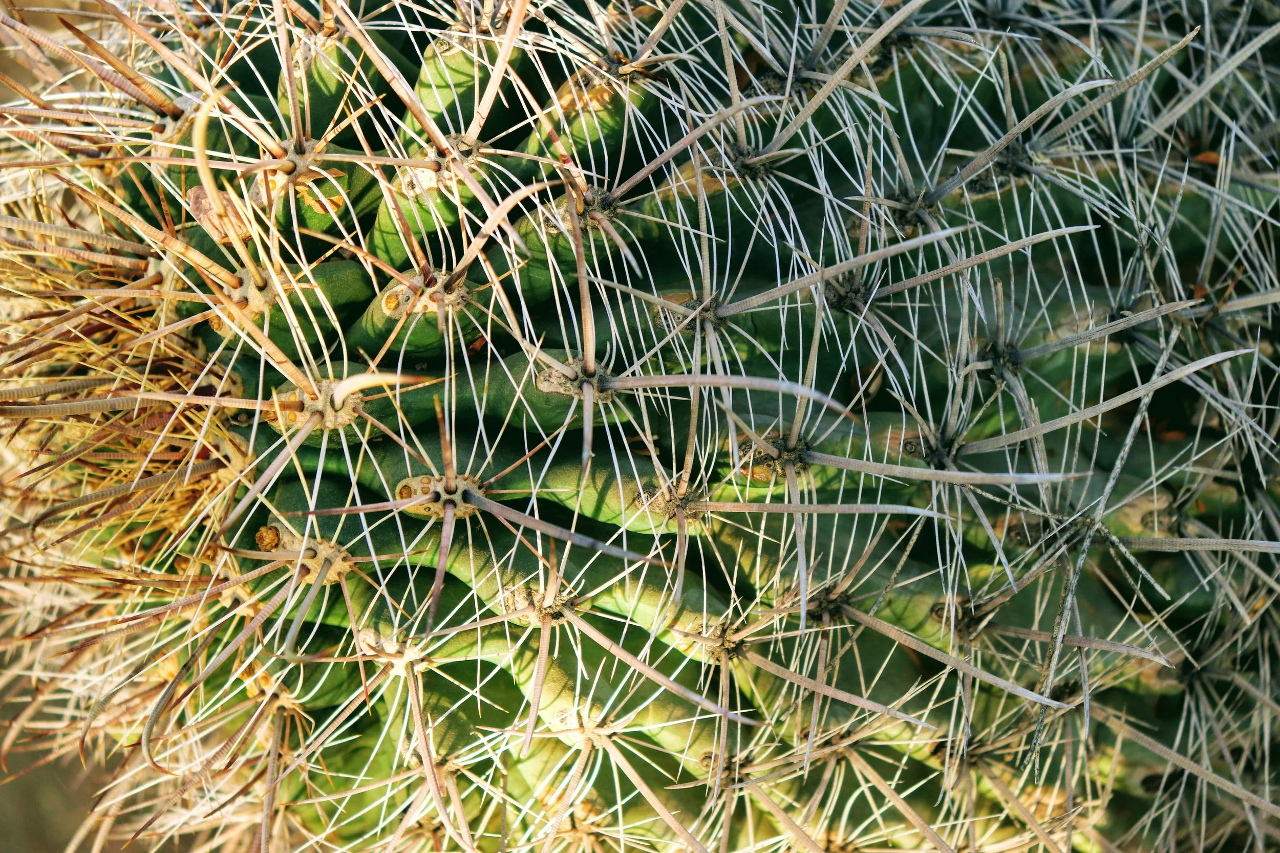 Desert Botanical Garden Phoenix Arizona by MychaelX.p6otos 021316.JPG
