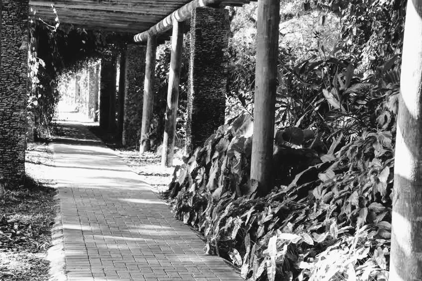 Fairchild Tropical Botanic Garden Miami Florida by Mychael X.photos 00016bw.JPG