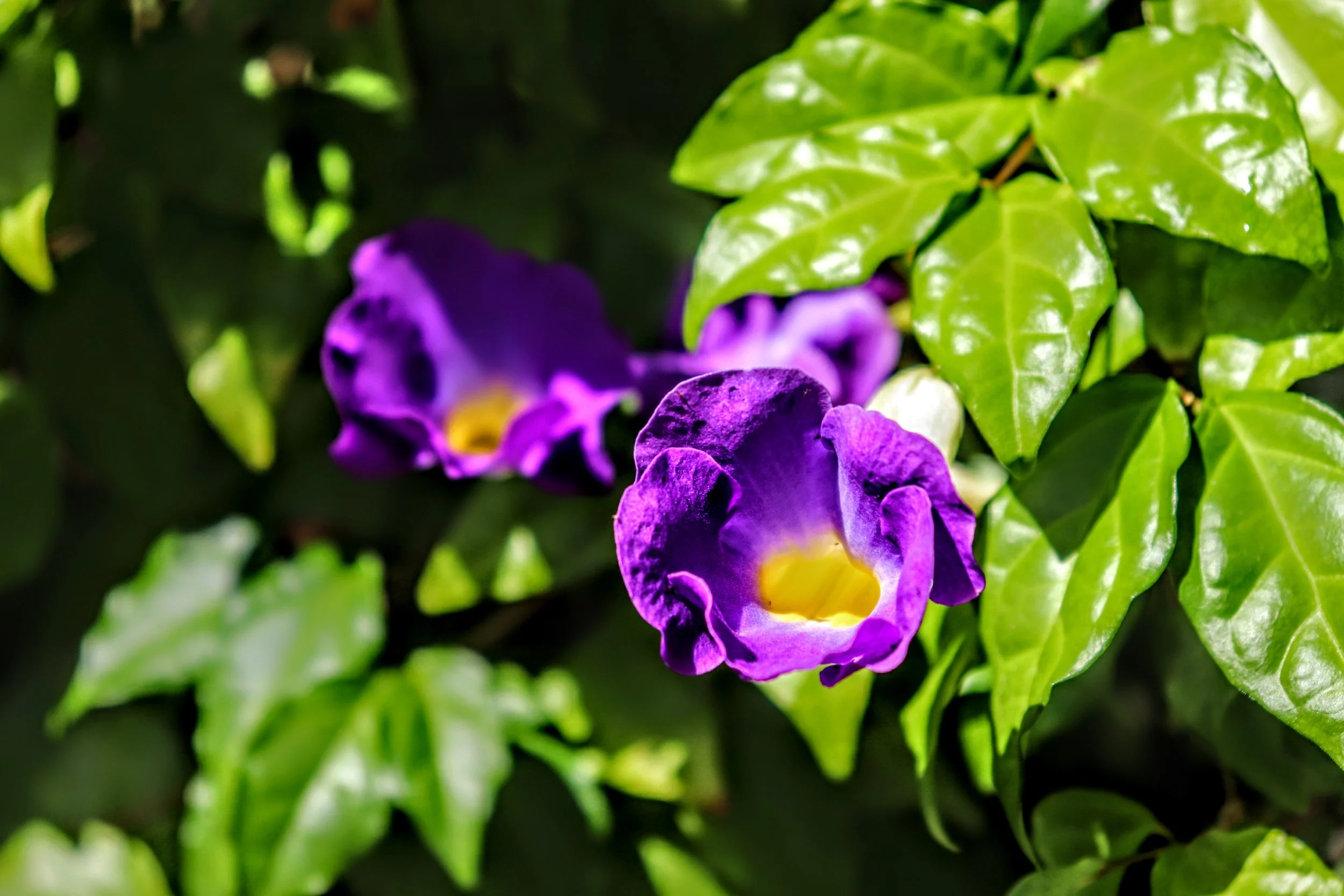 Tropical Botanic Garden by MychaelX.photos  83.JPG