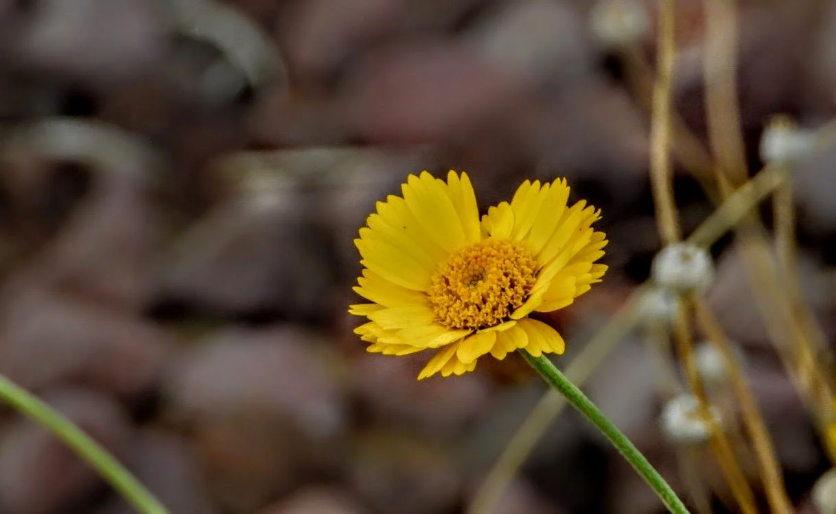 Desert Botanical Garden by MychaelX.photos  0000046.JPG