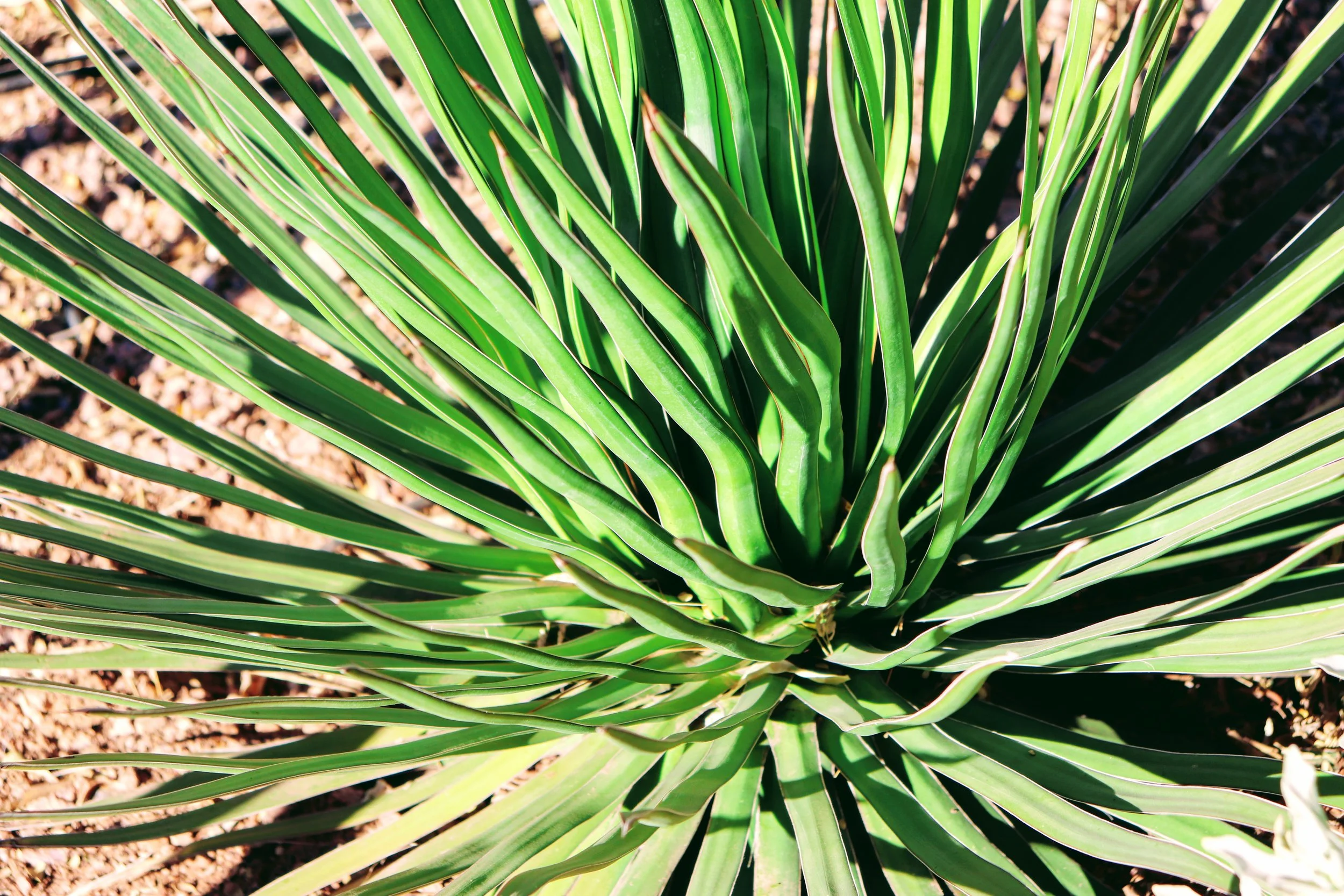 Desert Botanical Garden Phoenix Arizona by MychaelX.p6otos 021496.JPG