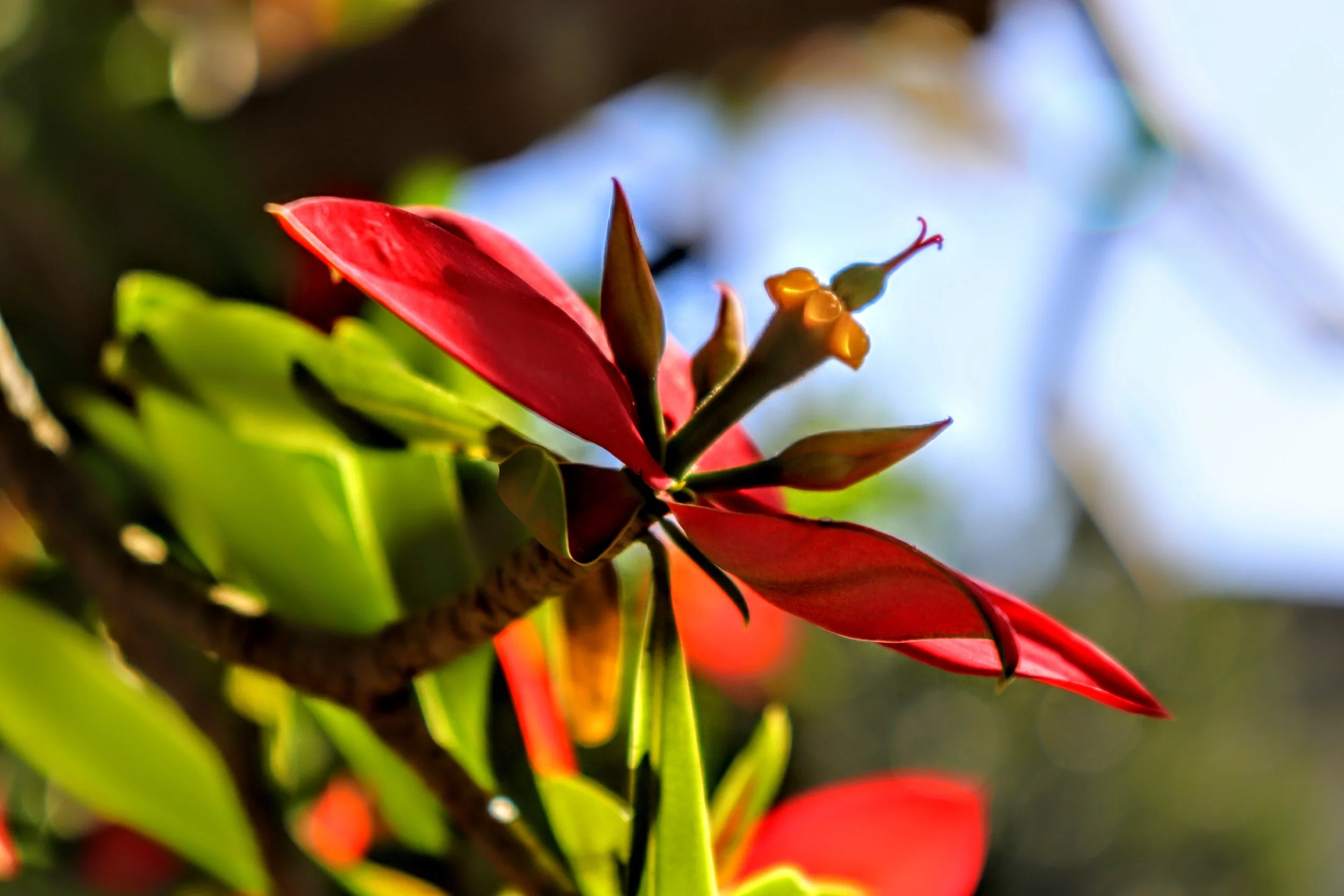 Tropical Botanic Garden by MychaelX.photos  90.JPG