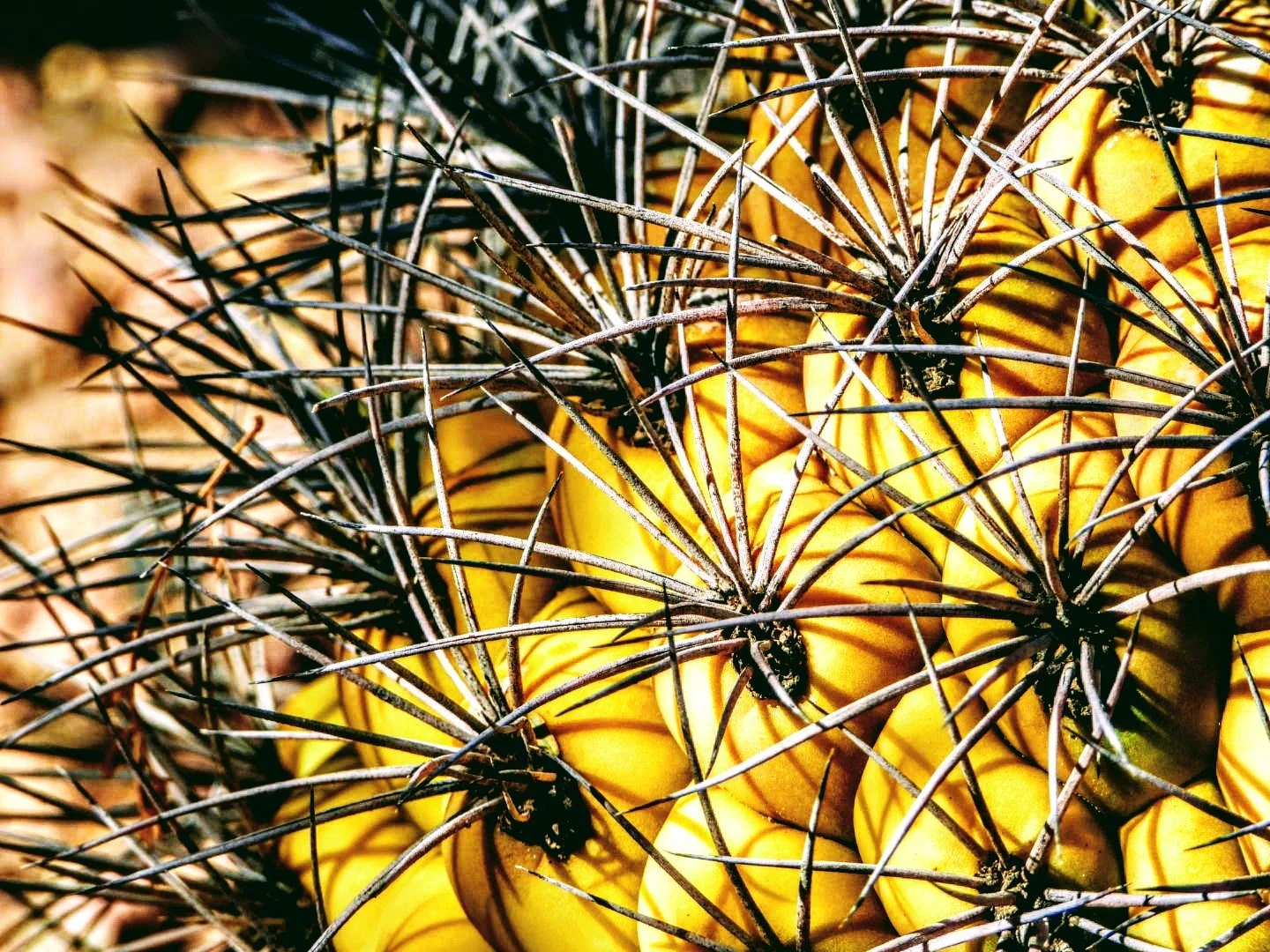 Desert Botanical Garden Phoenix Arizona by MychaelX.p6otos 0015114.JPG