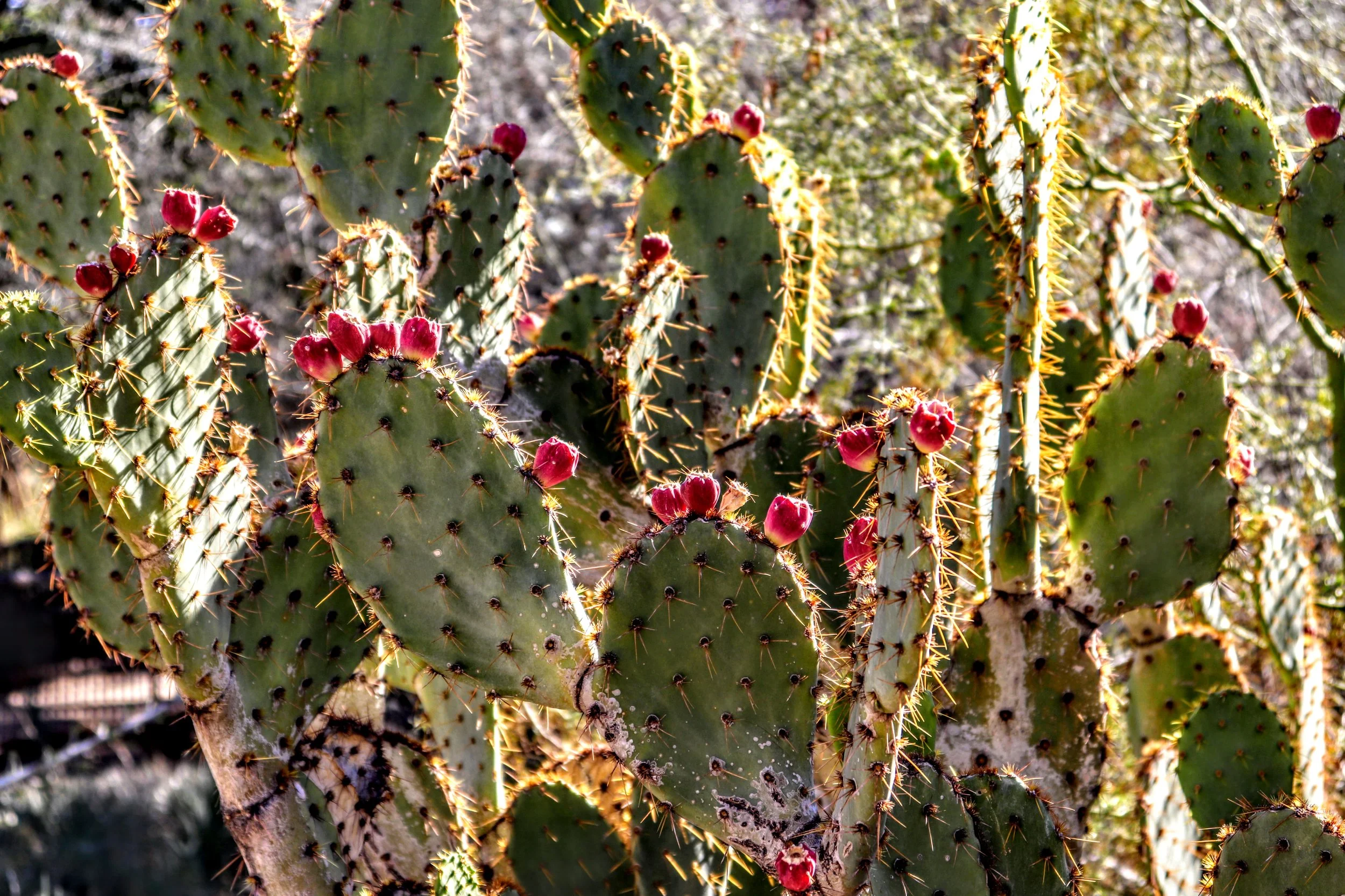 Desert Botanical Garden by MychaelX.photos  0000098.JPG