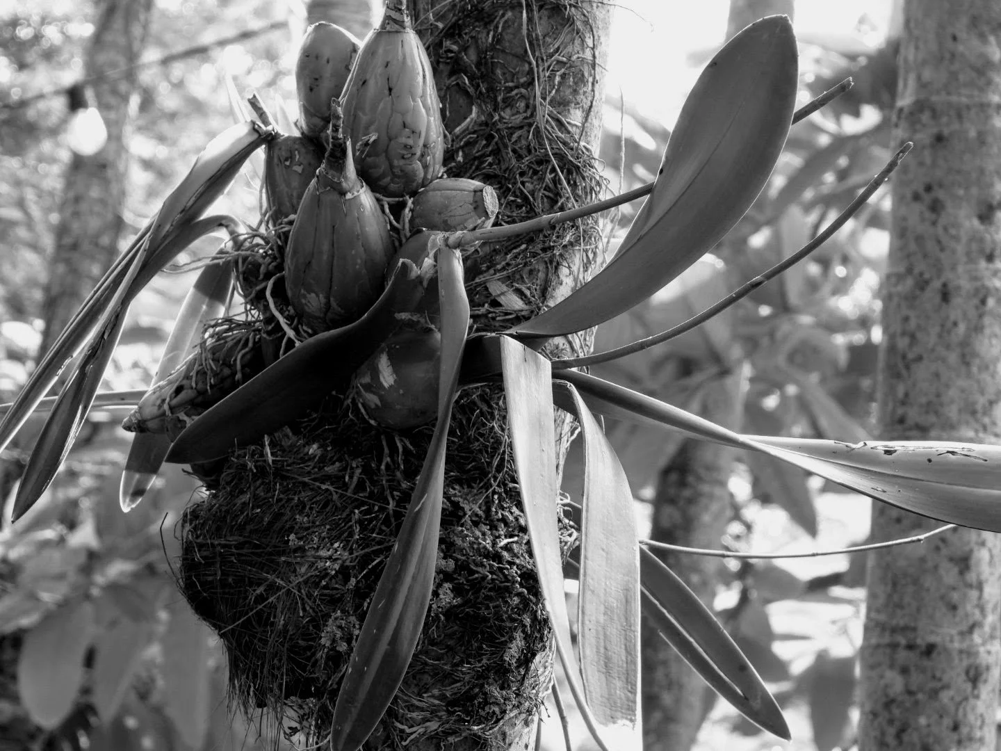 Botanical Garden in Black & White by MychaelX.photos 0093bw.JPG