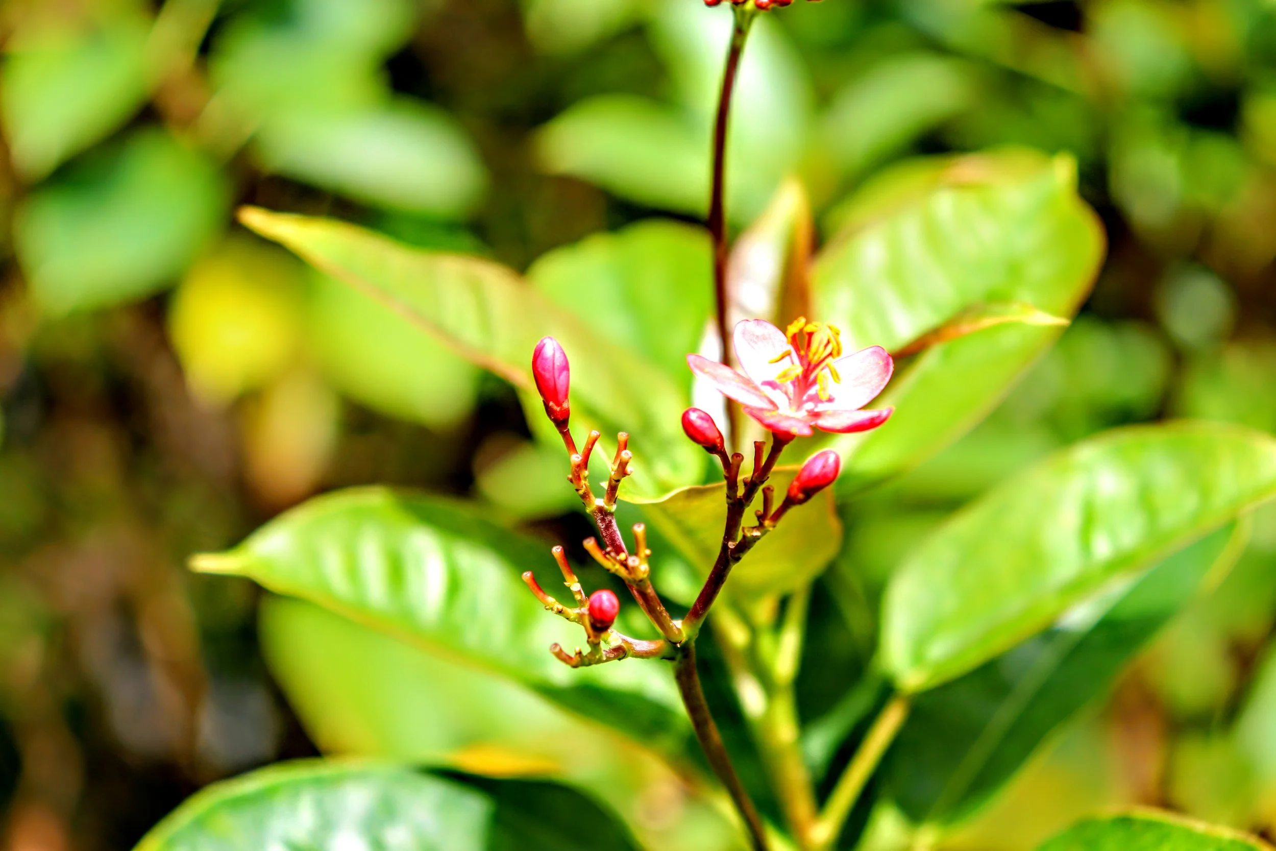 Tropical Botanic Garden by MychaelX.photos  169.JPG