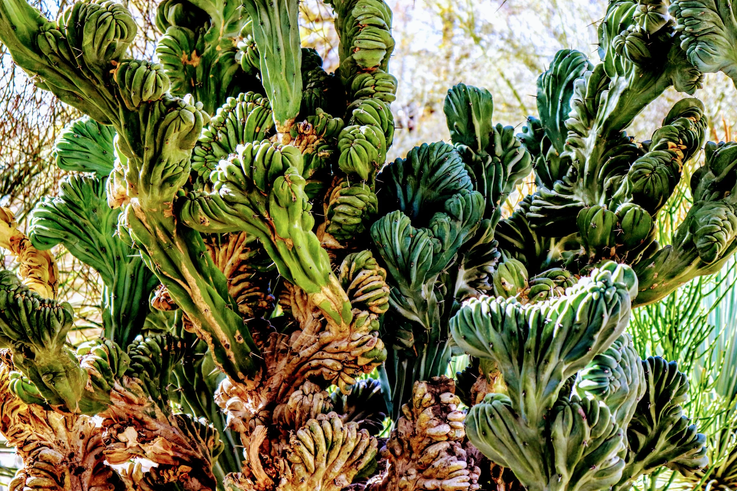 Desert Botanical Garden by MychaelX.photos  0000092.JPG