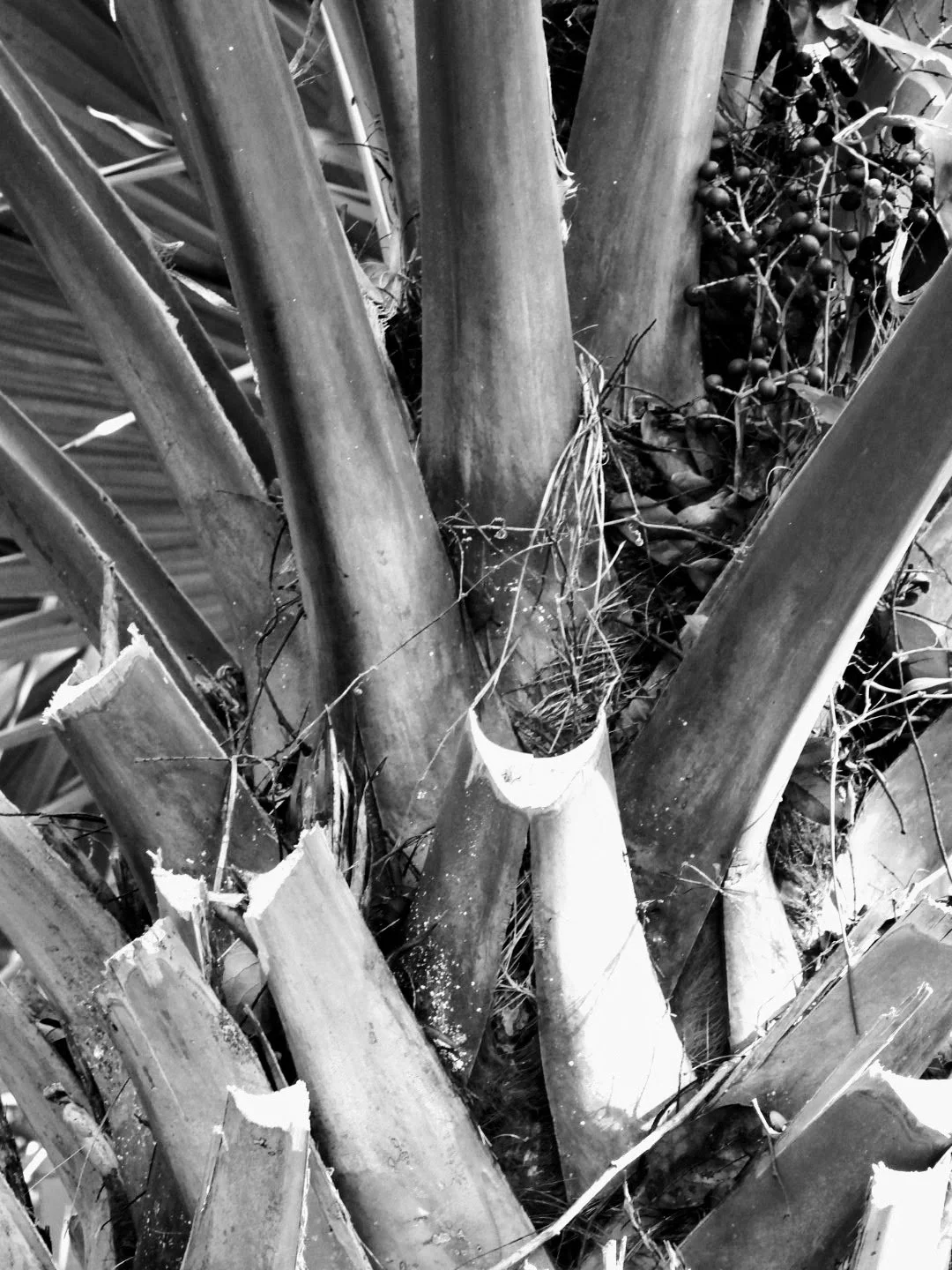 Botanical Garden in Black & White by MychaelX.photos 0077bw.JPG