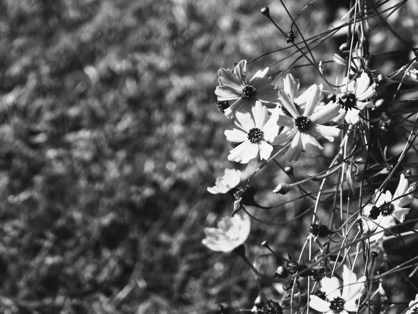 Botanical Garden in Black & White by MychaelX.photos 00101bw.JPG