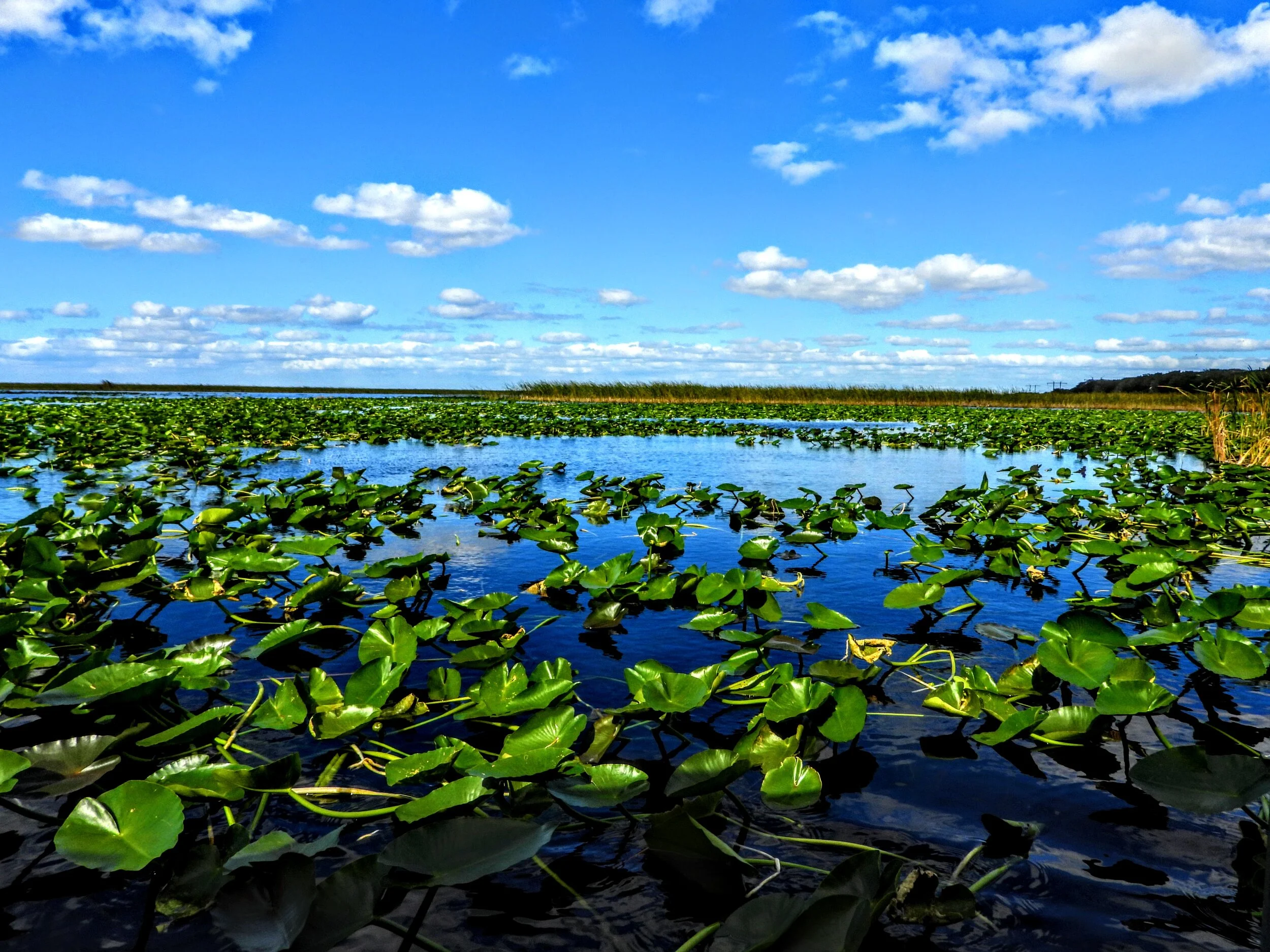 Everglades Safari Park Miami Florida by mychaelx.photos 00436.JPG