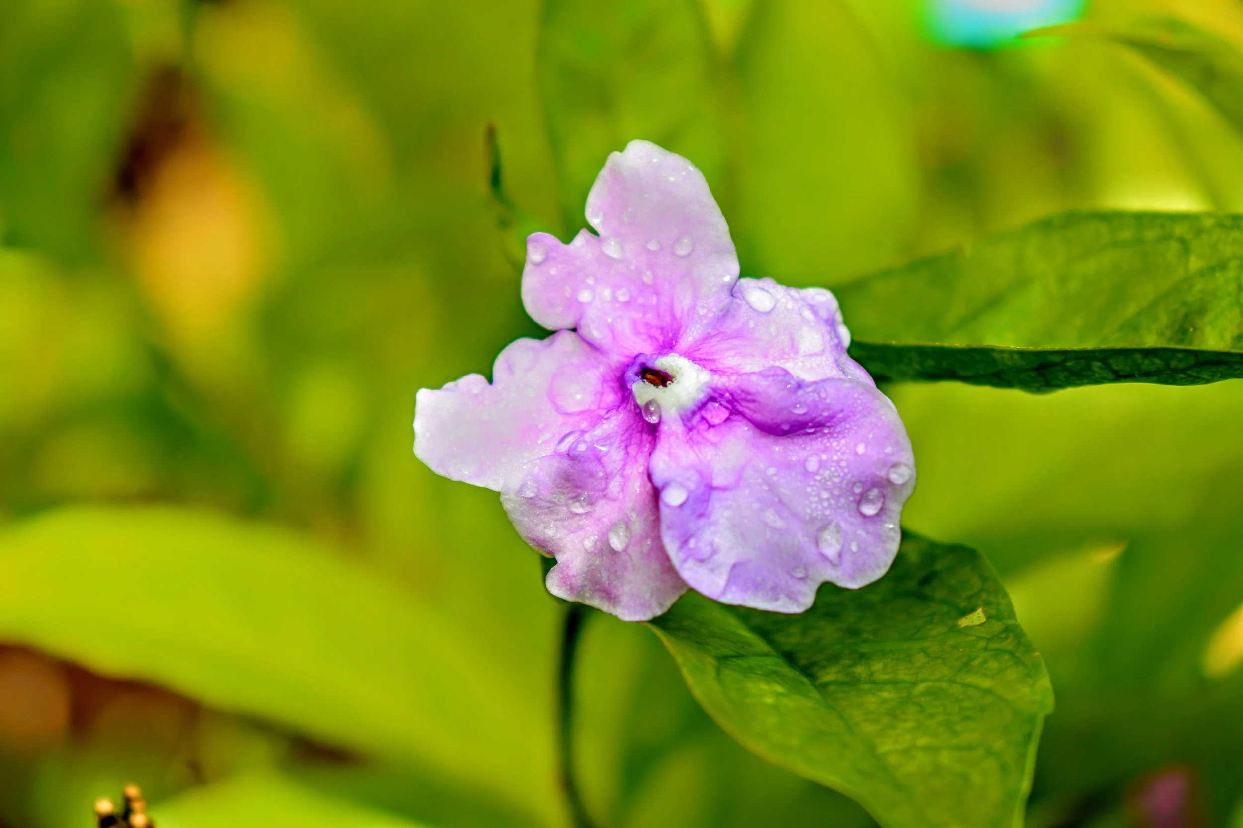 Tropical Botanic Garden by MychaelX.photos  165.JPG