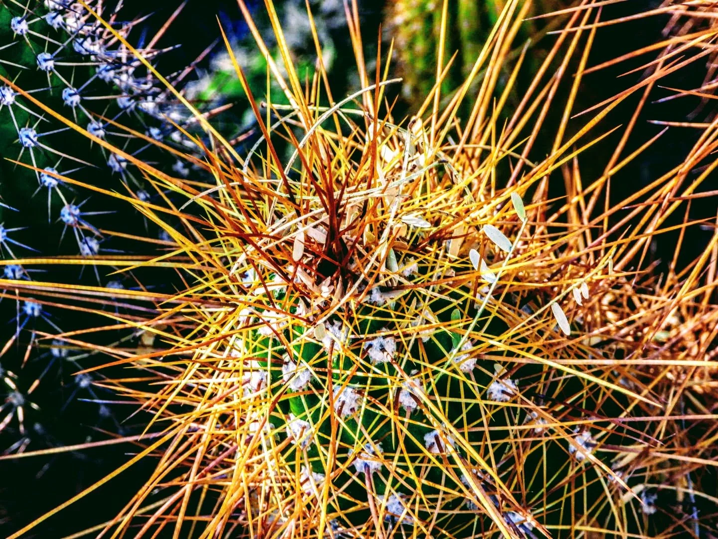 Desert Botanical Garden Phoenix Arizona by MychaelX.p6otos 0015036.JPG