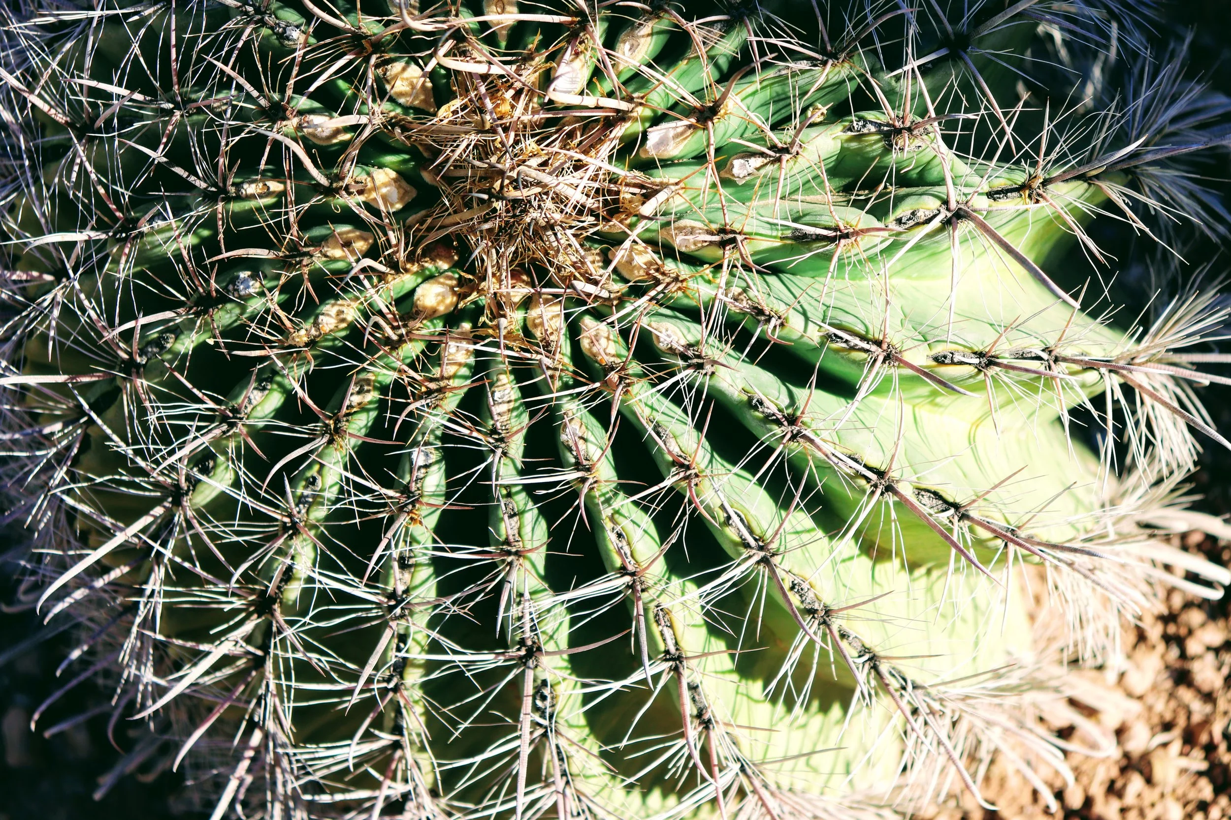 Desert Botanical Garden Phoenix Arizona by MychaelX.p6otos 021962.JPG