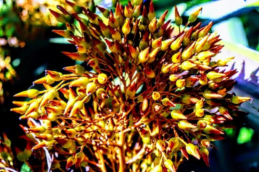 Tropical Botanic Garden by MychaelX.photos  35.JPG