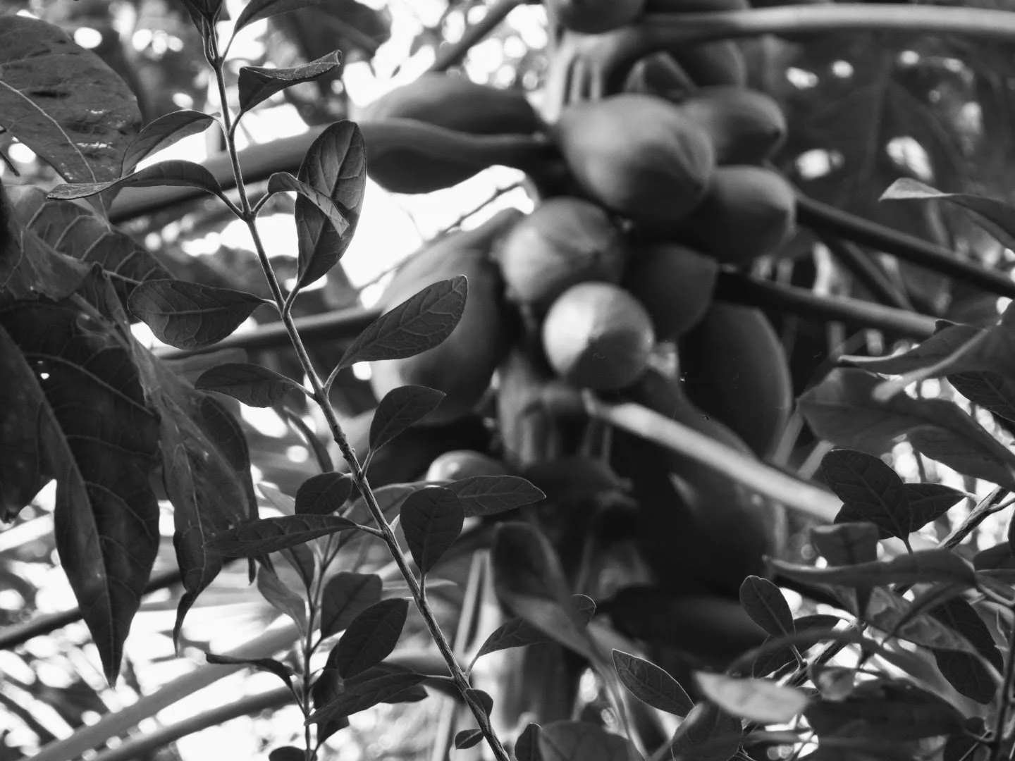 Botanical Garden in Black & White by MychaelX.photos 00055bw.JPG