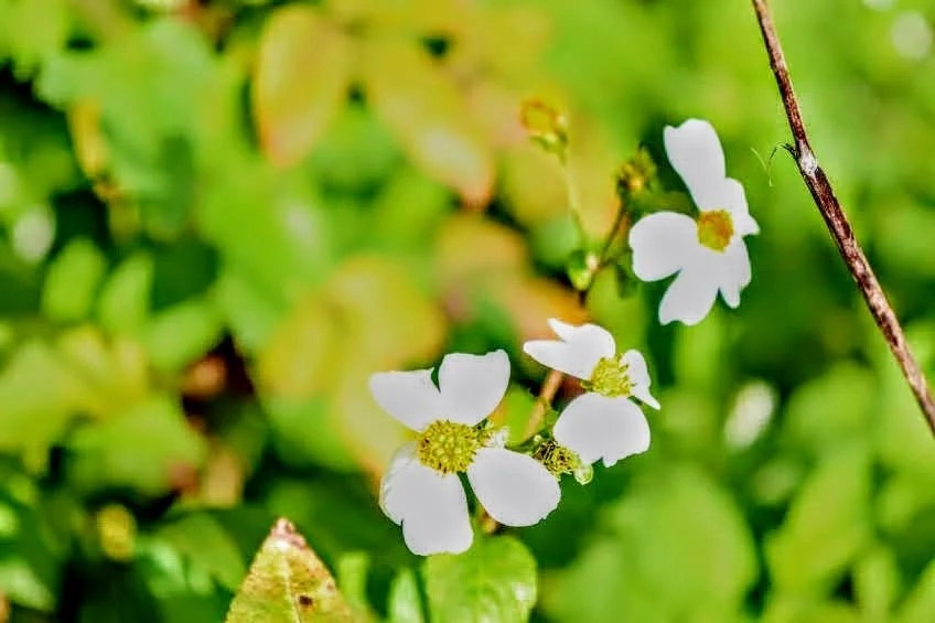 Tropical Botanic Garden by MychaelX.photos  143.JPG