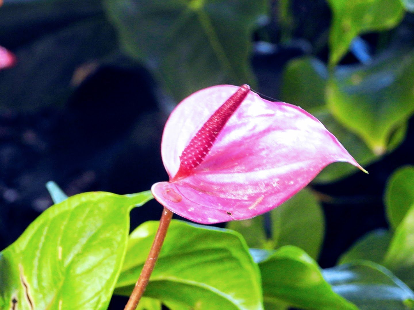 Tropical Botanic Garden by MychaelX.photos  16.JPG