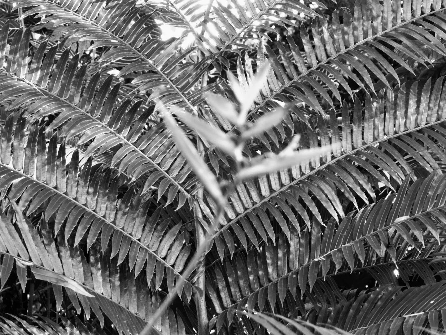 Botanical Garden in Black & White by MychaelX.photos 0072bw.JPG