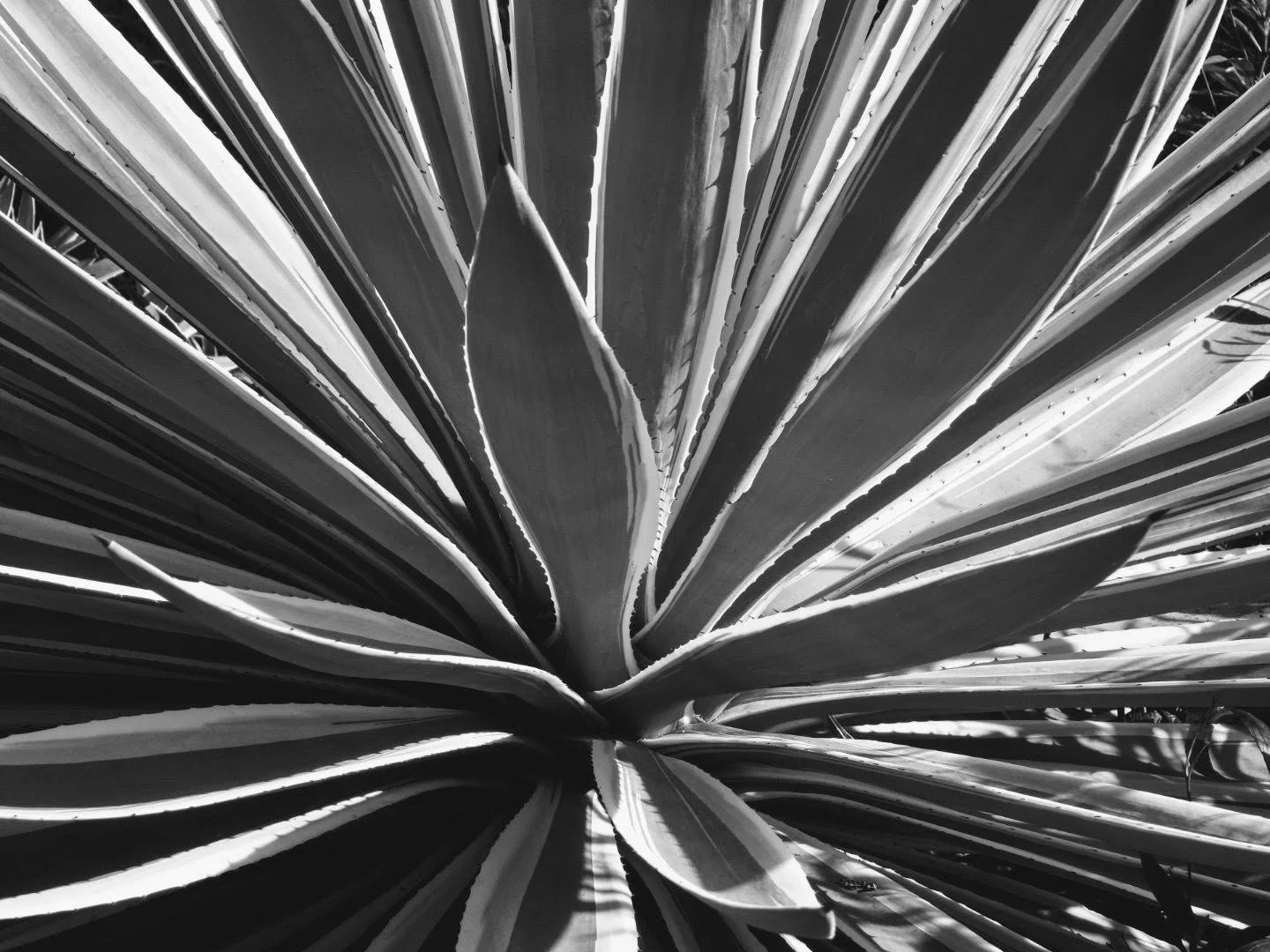 Botanical Garden in Black & White by MychaelX.photos 00041bw.JPG