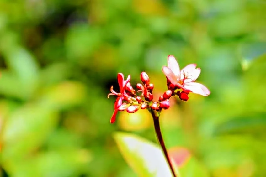 Tropical Botanic Garden by MychaelX.photos  150.JPG