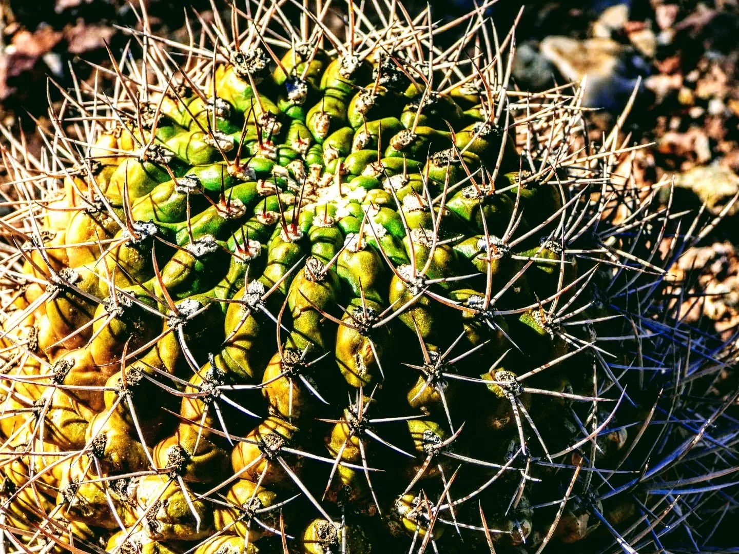 Desert Botanical Garden Phoenix Arizona by MychaelX.p6otos 0015166.JPG