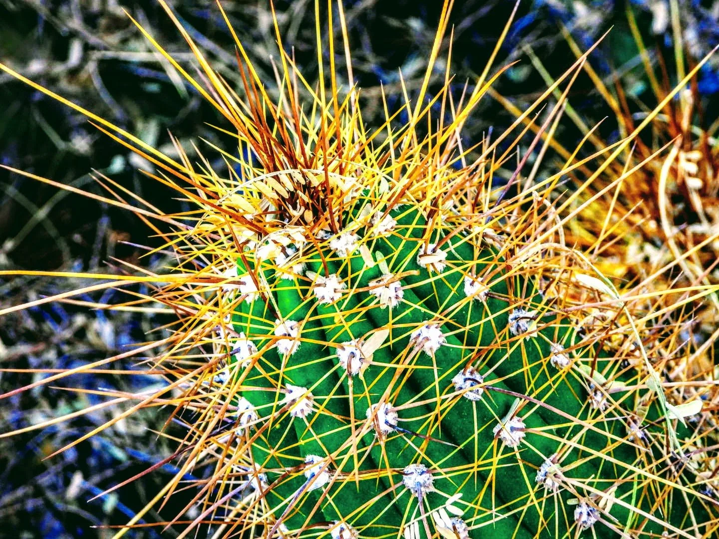 Desert Botanical Garden Phoenix Arizona by MychaelX.p6otos 0015032.JPG