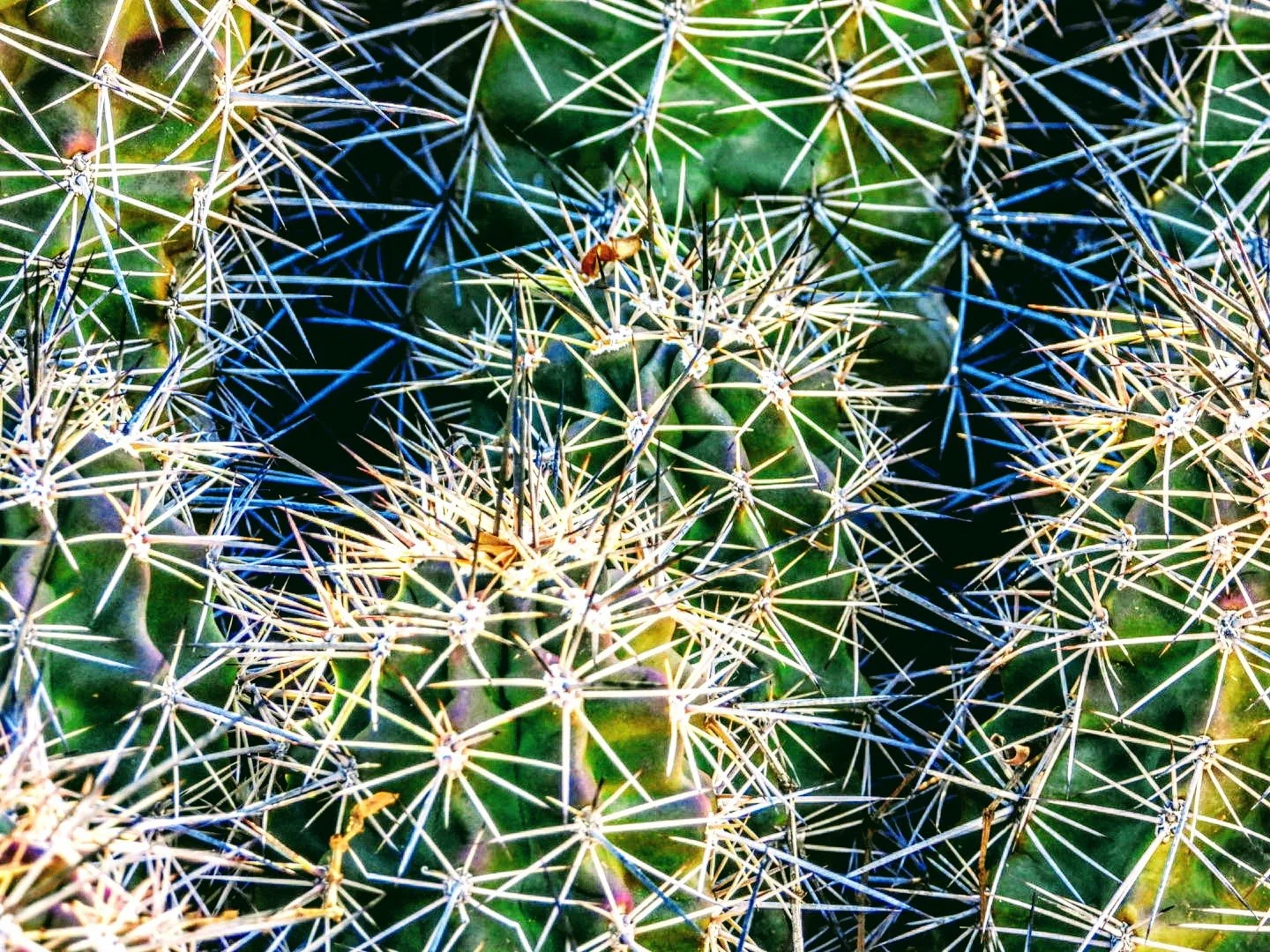 Desert Botanical Garden Phoenix Arizona by MychaelX.p6otos 0015256.JPG