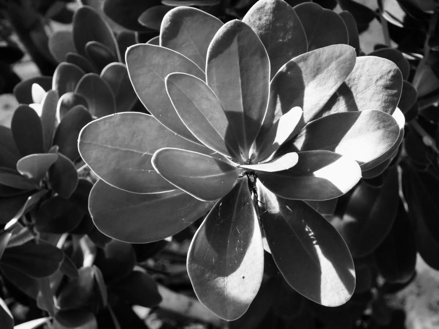 Botanical Garden in Black & White by MychaelX.photos 00066bw.JPG