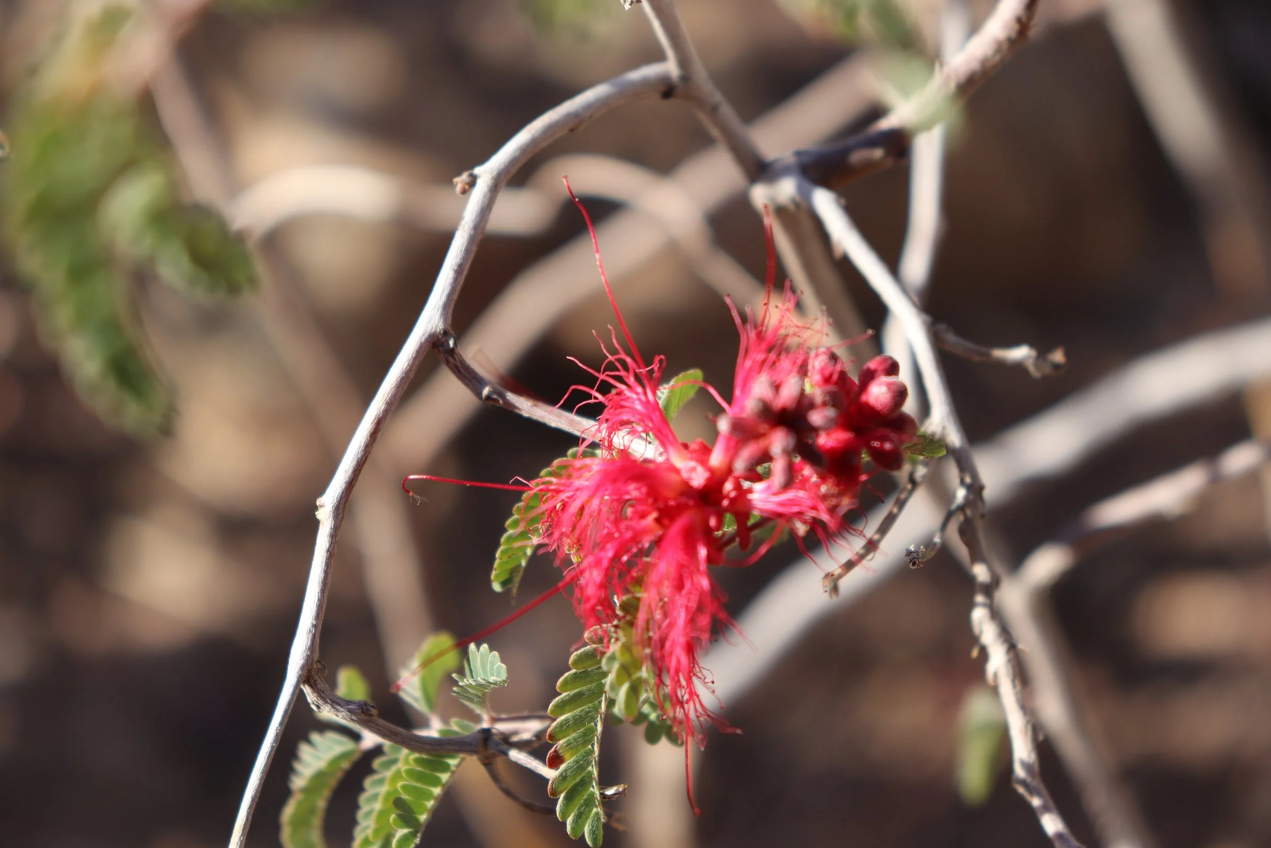 Desert Botanical Garden Phoenix Arizona by MychaelX.p6otos 021954.JPG