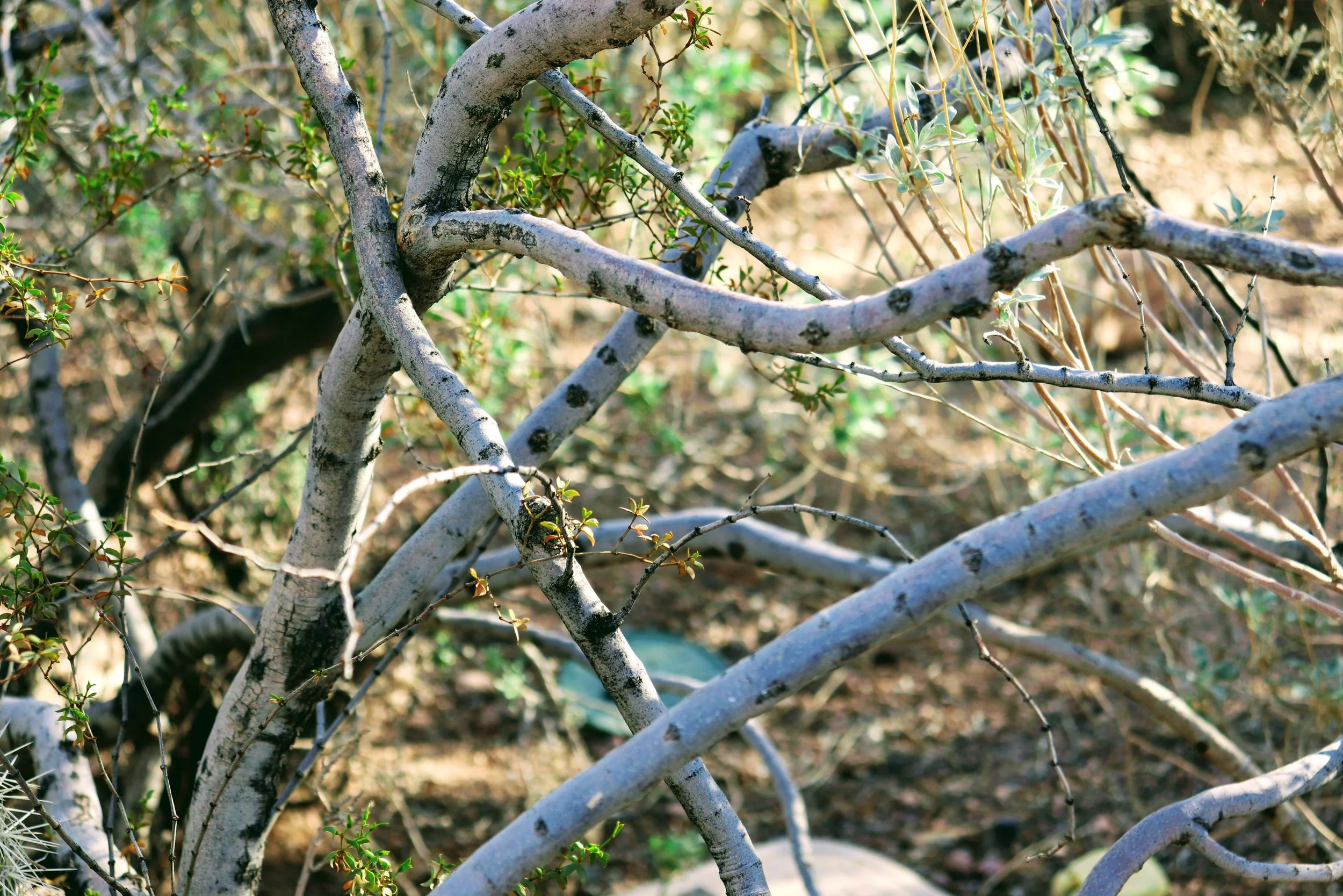 Desert Botanical Garden Phoenix Arizona by MychaelX.p6otos 021396.JPG