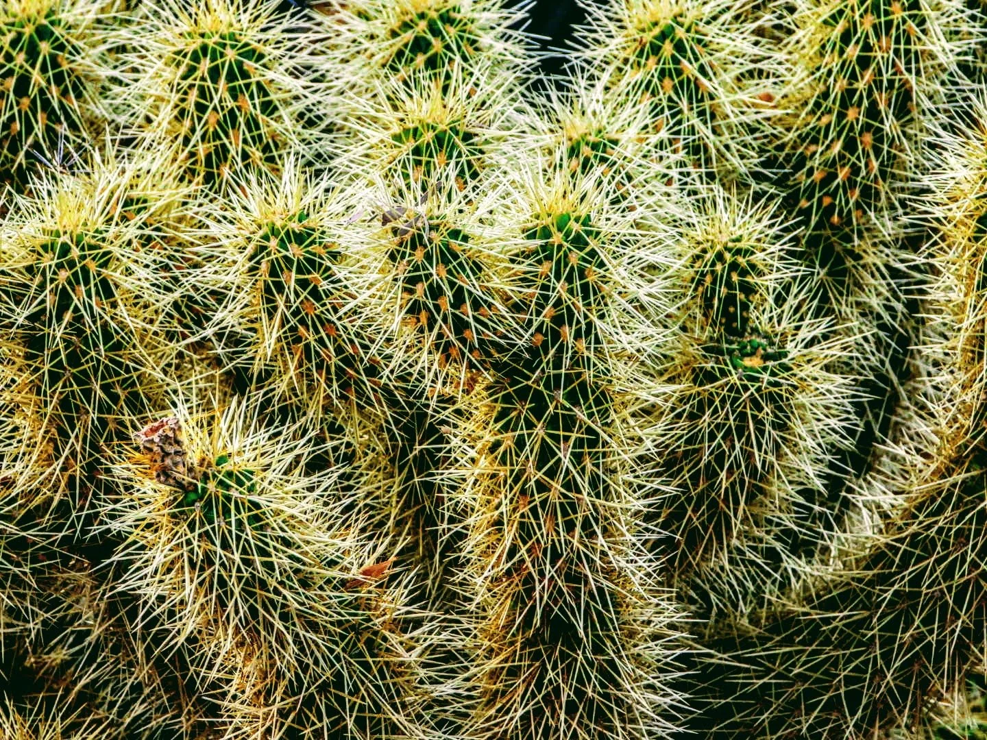 Desert Botanical Garden by MychaelX.photos  0000066.JPG