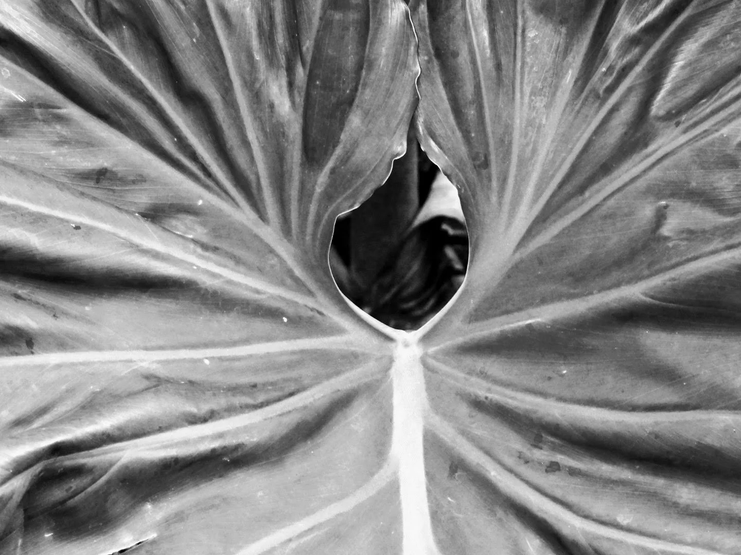 Botanical Garden in Black & White by MychaelX.photos 00025bw.JPG