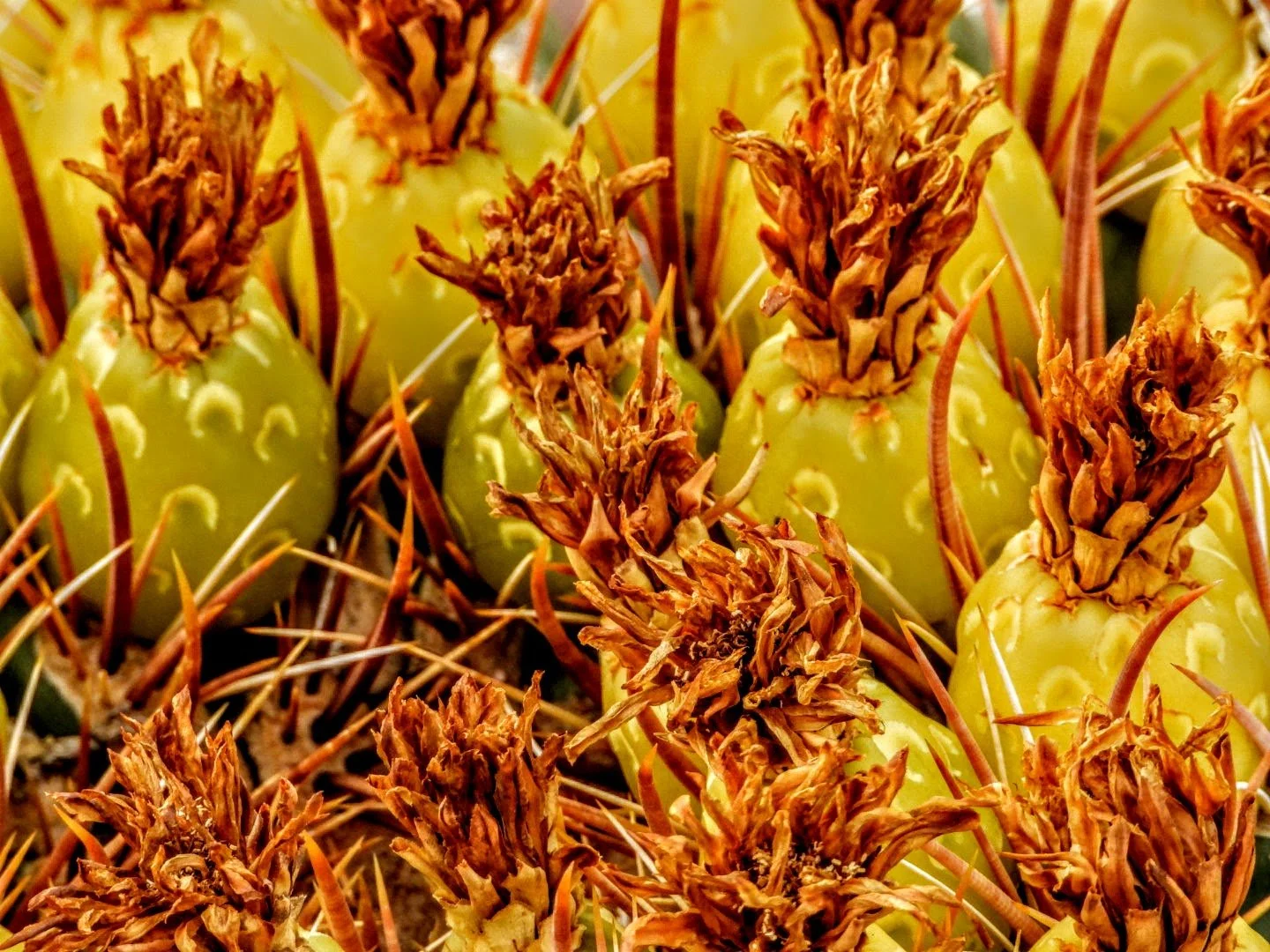 Desert Botanical Garden by MychaelX.photos  0000043.JPG