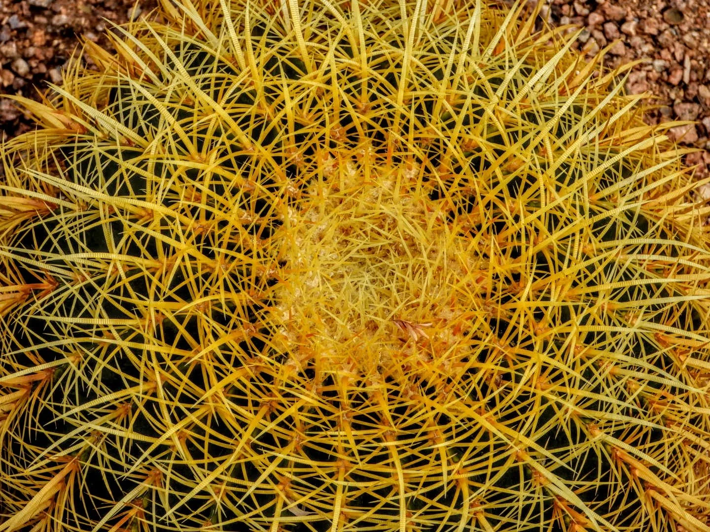 Desert Botanical Garden by MychaelX.photos  0000015.JPG