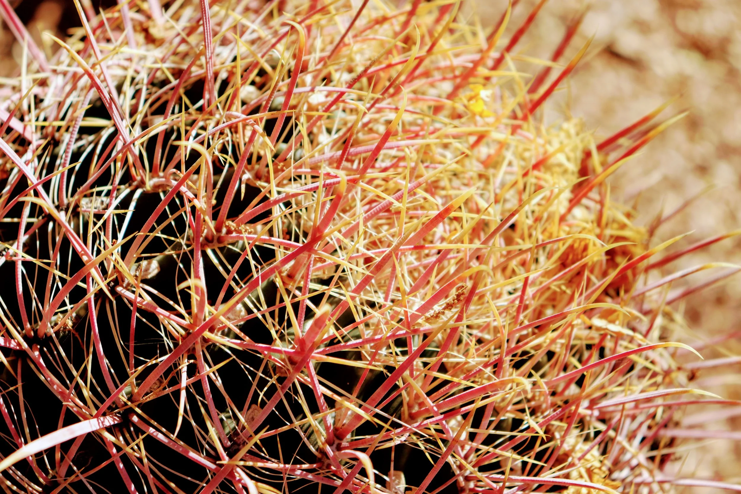Desert Botanical Garden Phoenix Arizona by MychaelX.p6otos 021886.JPG
