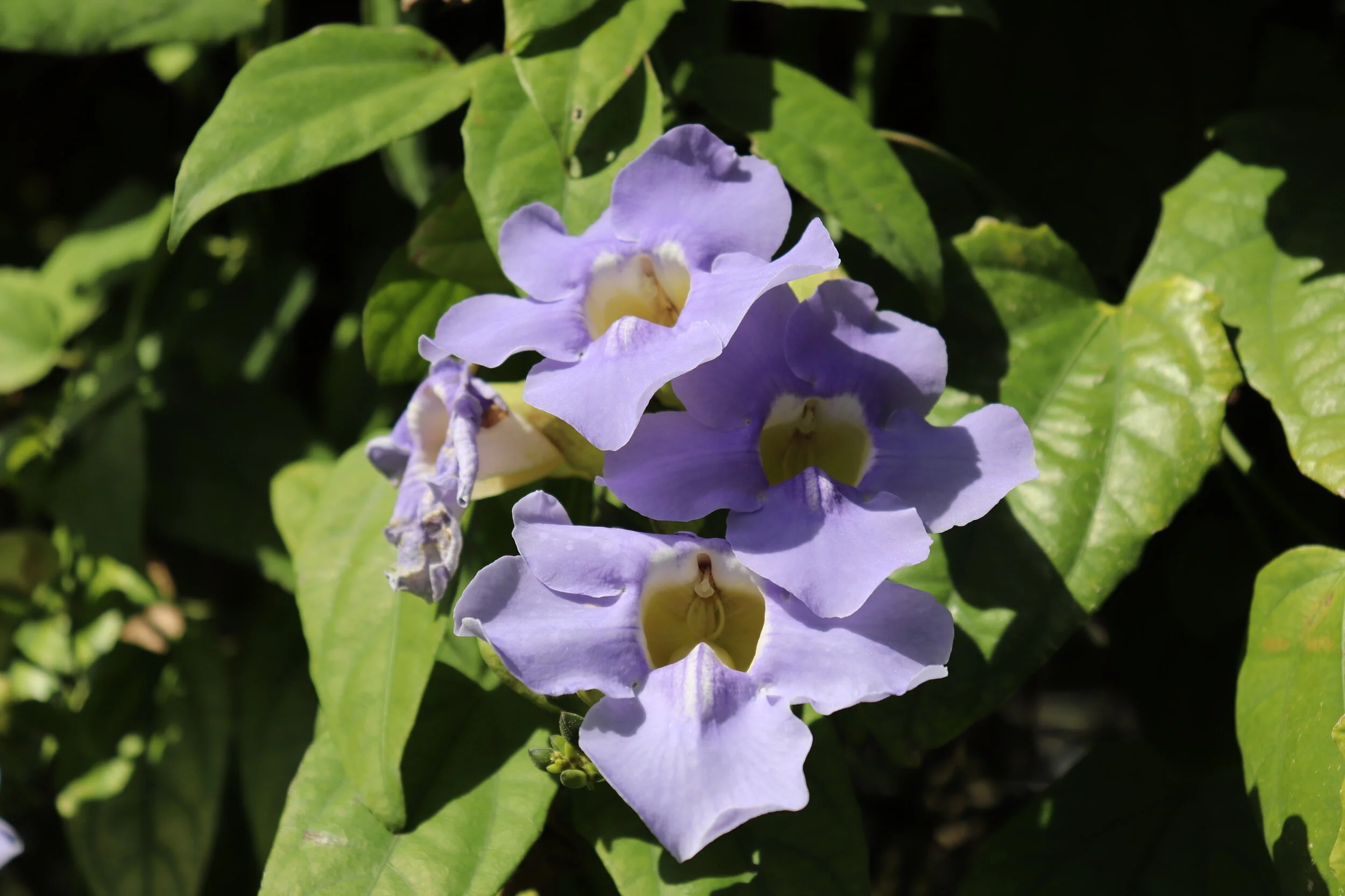 Fairchild Tropical Botanic Garden Miami Florida by MychaelX.photos 00055.JPG